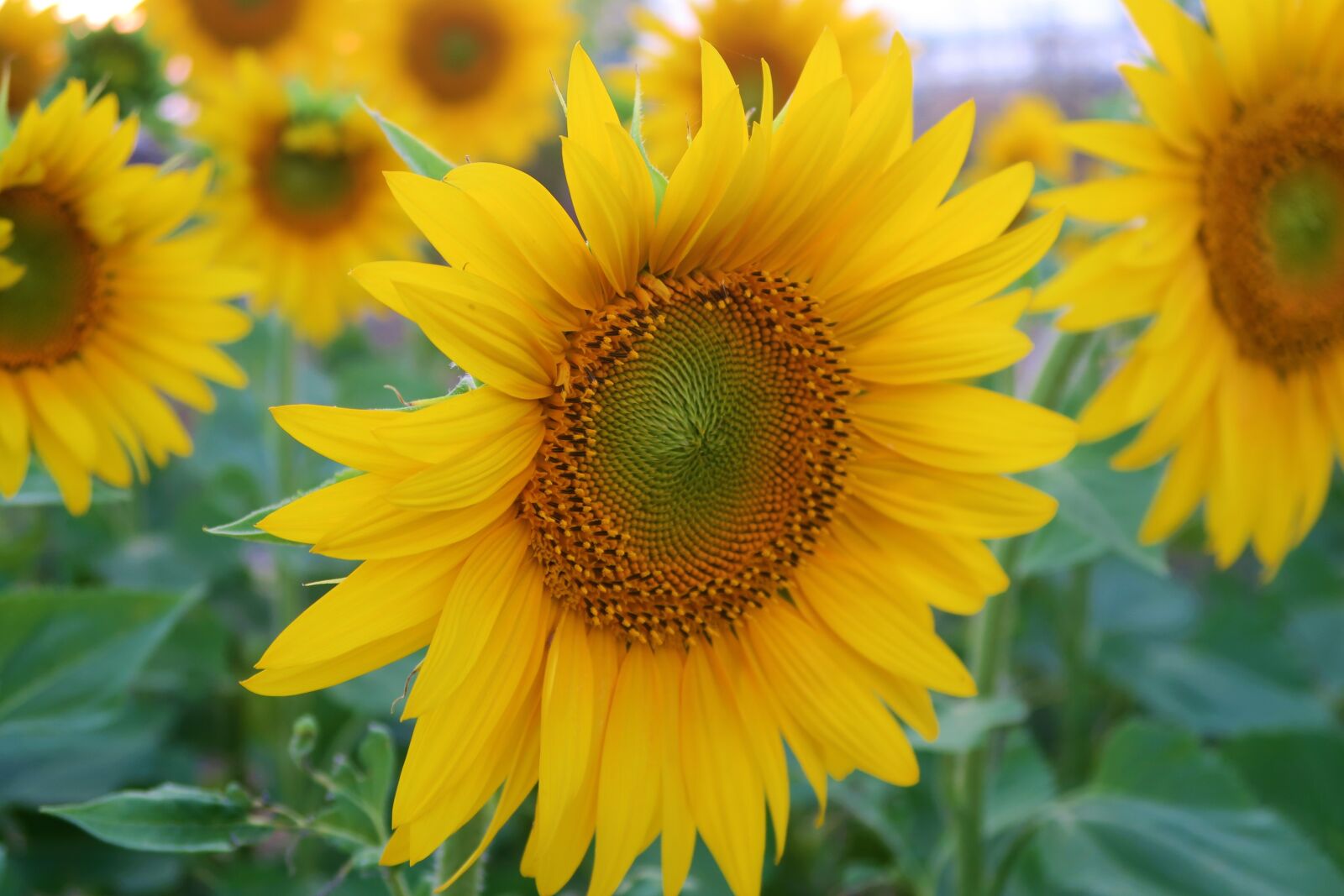 Canon PowerShot G7 X sample photo. Sunflower, plant, flower photography
