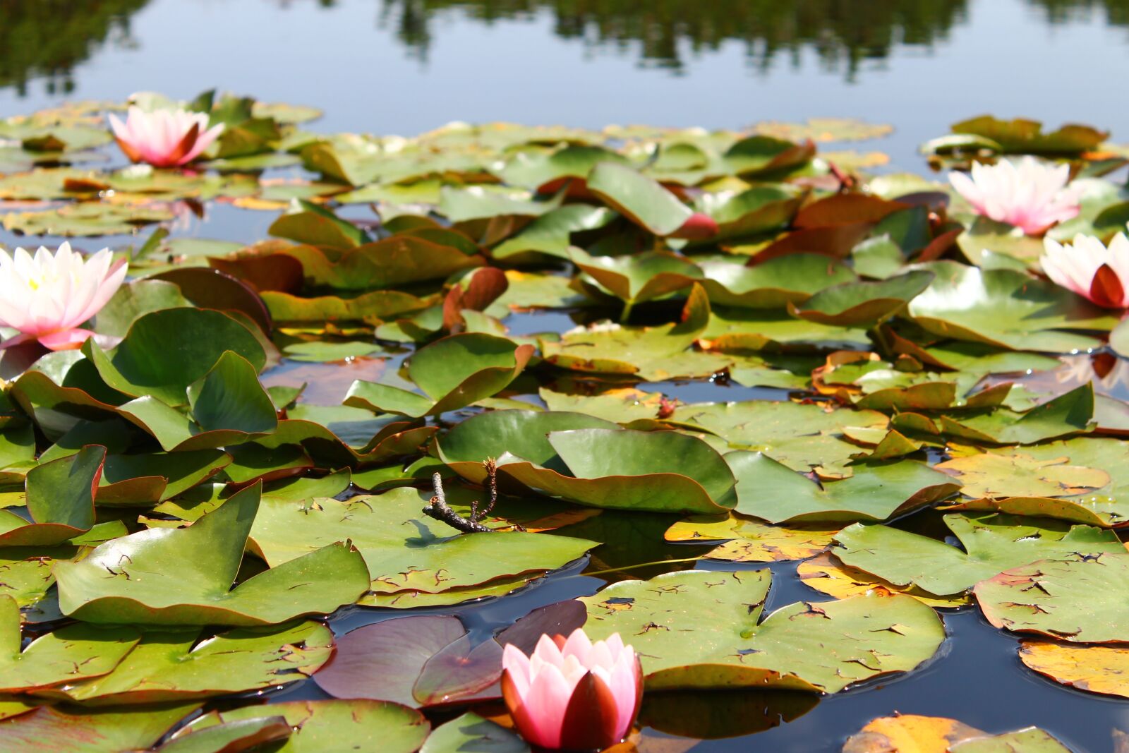 Canon EOS 1100D (EOS Rebel T3 / EOS Kiss X50) sample photo. Water, lily, pond photography