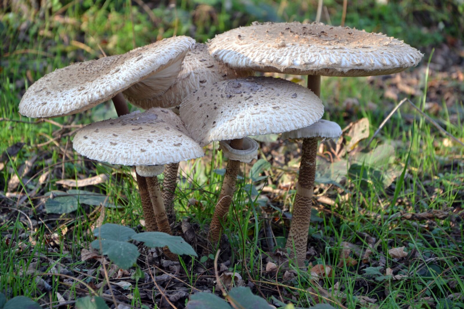 Nikon D3100 sample photo. Mushroom, parasol, nature photography