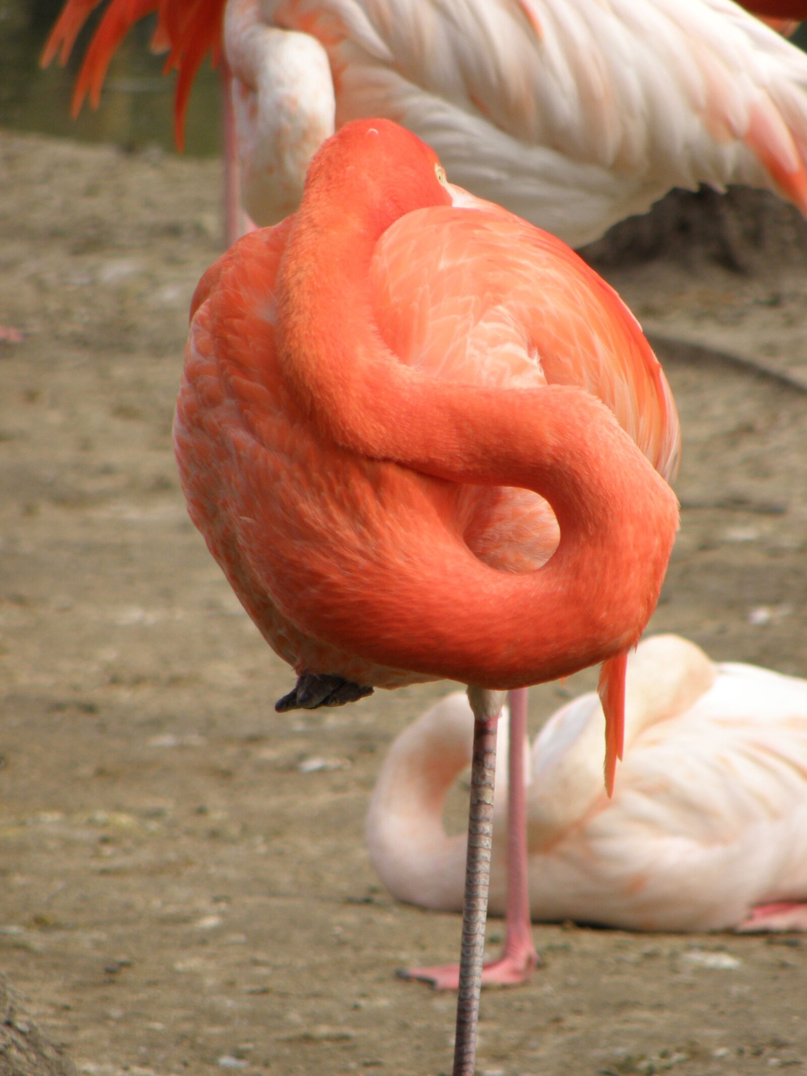Olympus SP570UZ sample photo. Flamingo, neck, the vertebrae photography
