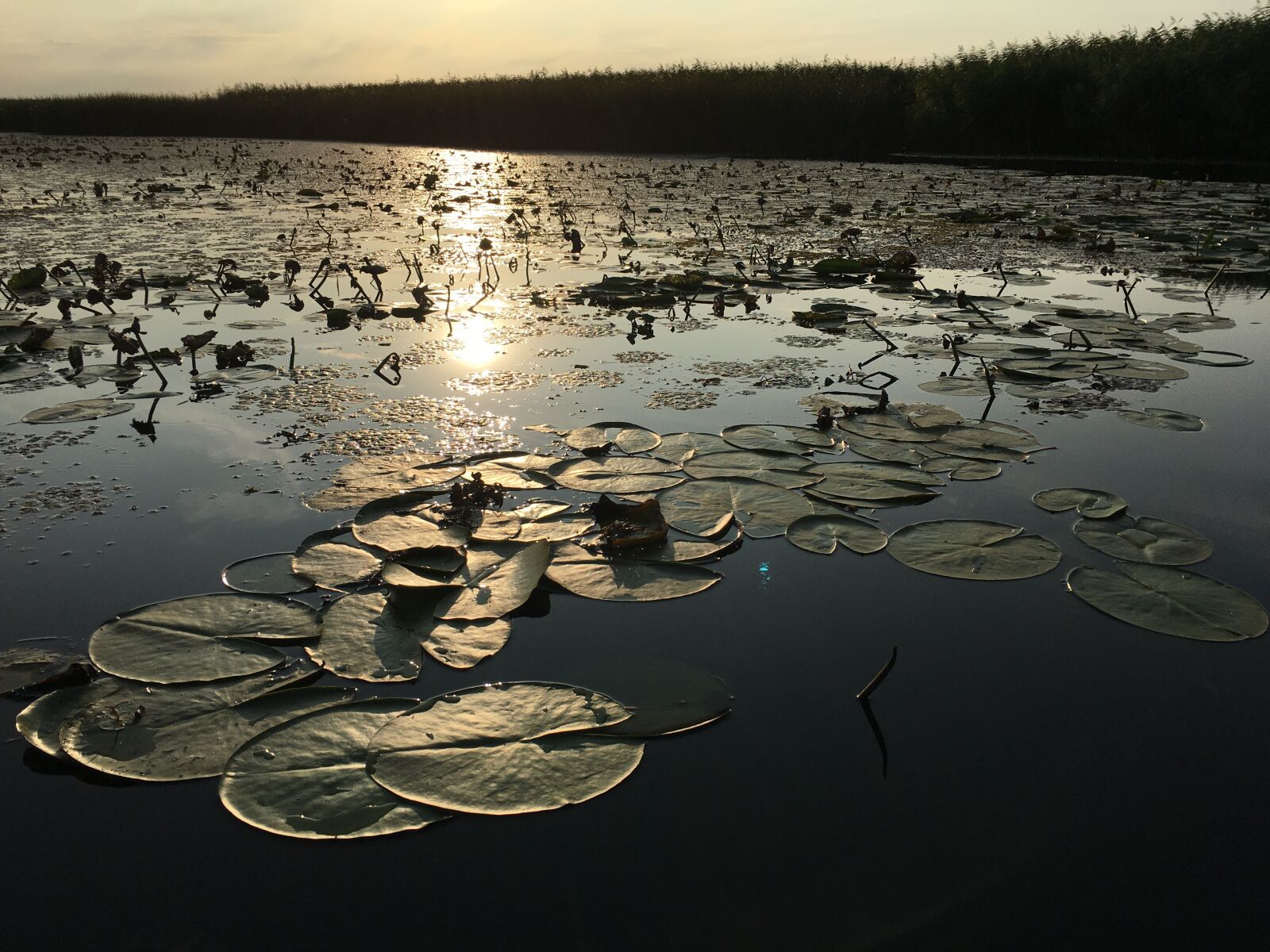 iPhone 6s back camera 4.15mm f/2.2 sample photo. Lake, nature, water lily photography