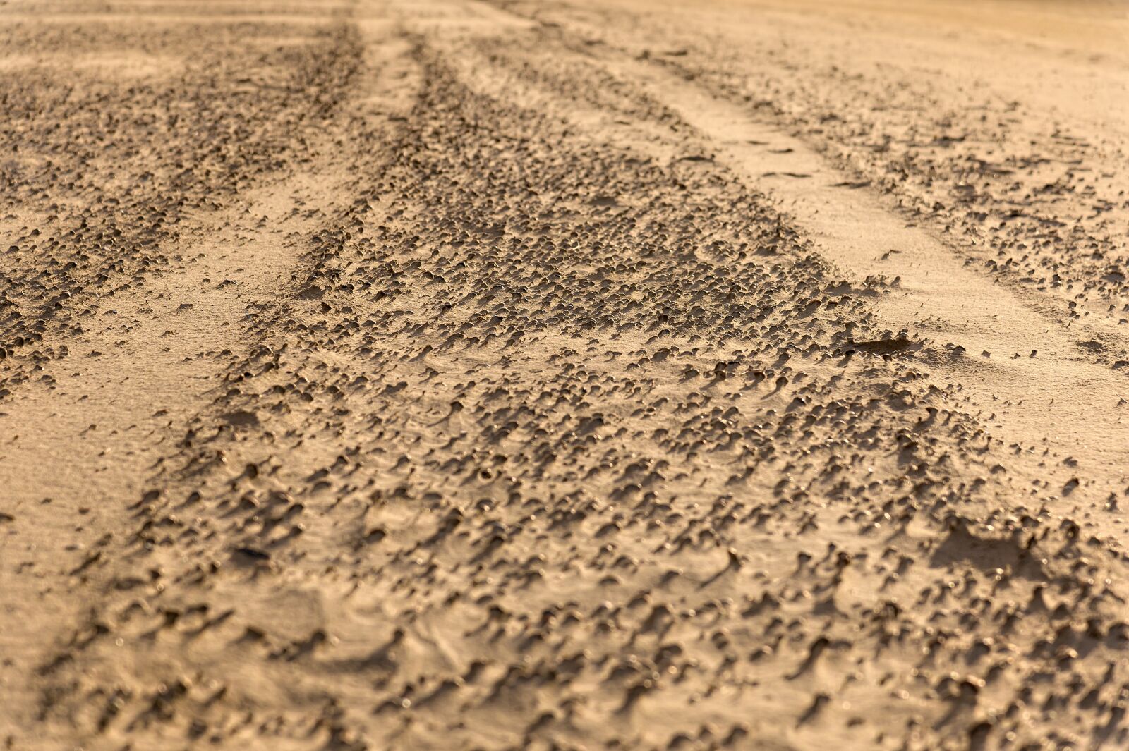 Nikon Z6 sample photo. Trace, sand, tire tracks photography