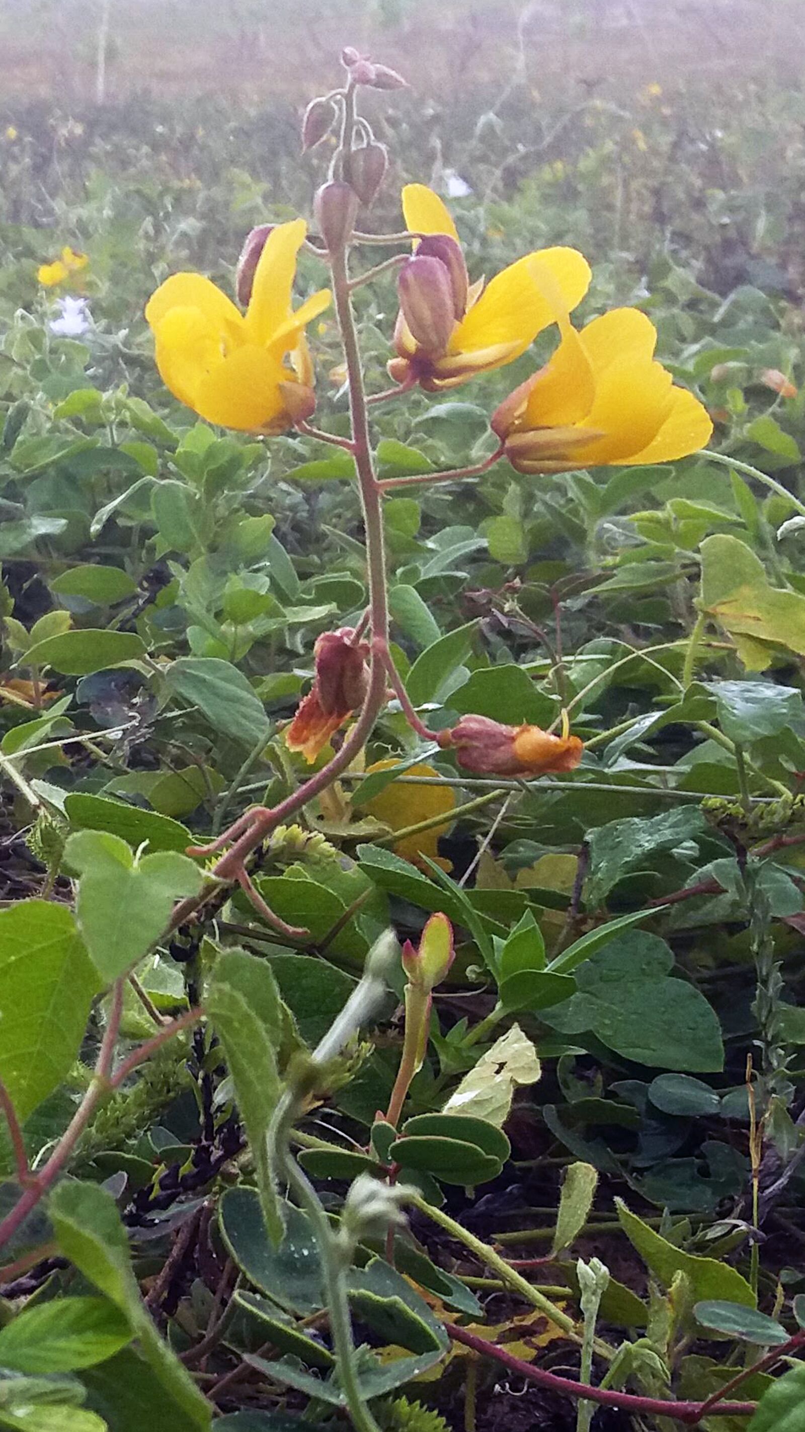 Samsung Galaxy A9 Pro sample photo. Flower, nature, plant photography