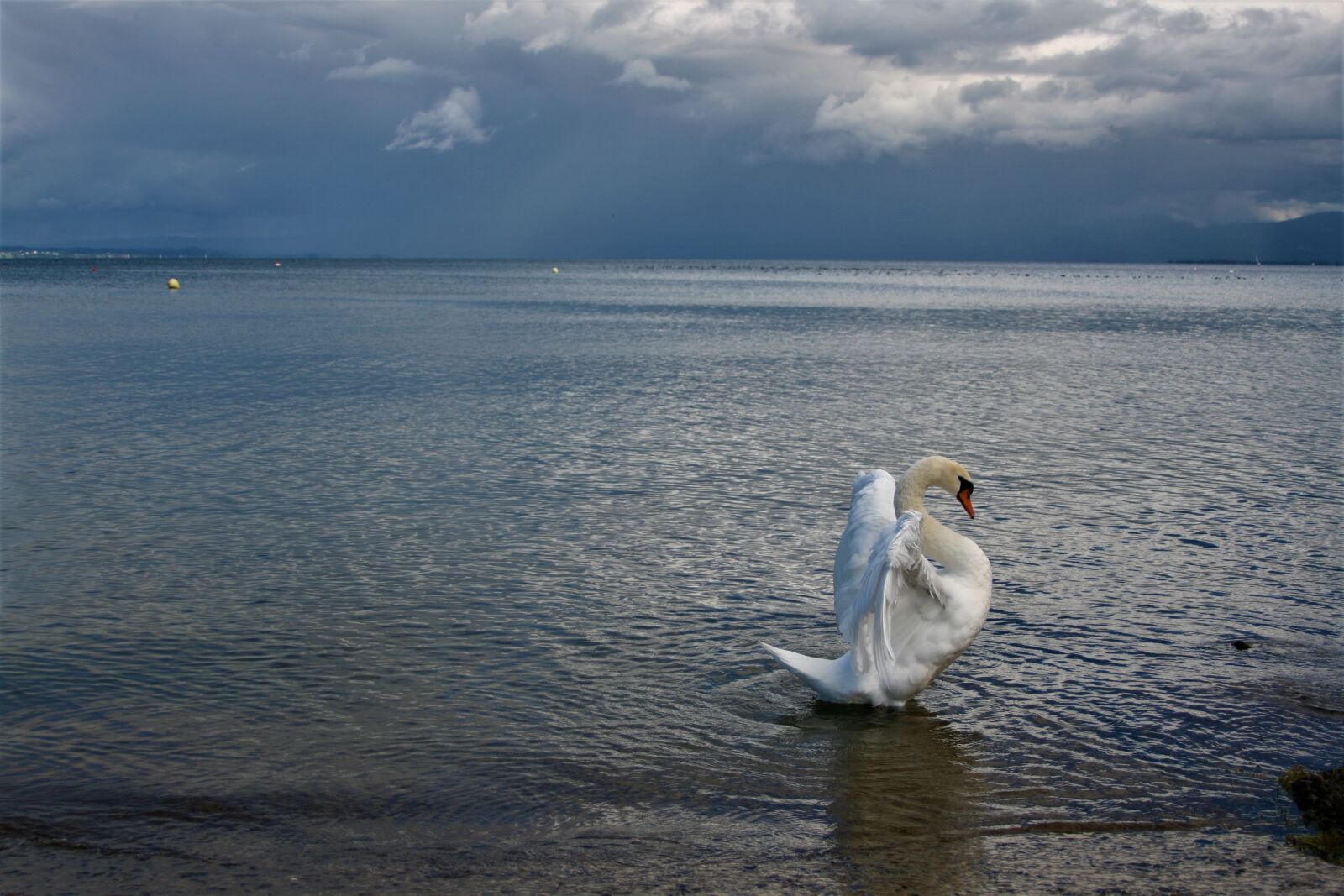 Canon EOS 400D (EOS Digital Rebel XTi / EOS Kiss Digital X) sample photo. Lake, water bird, swan photography