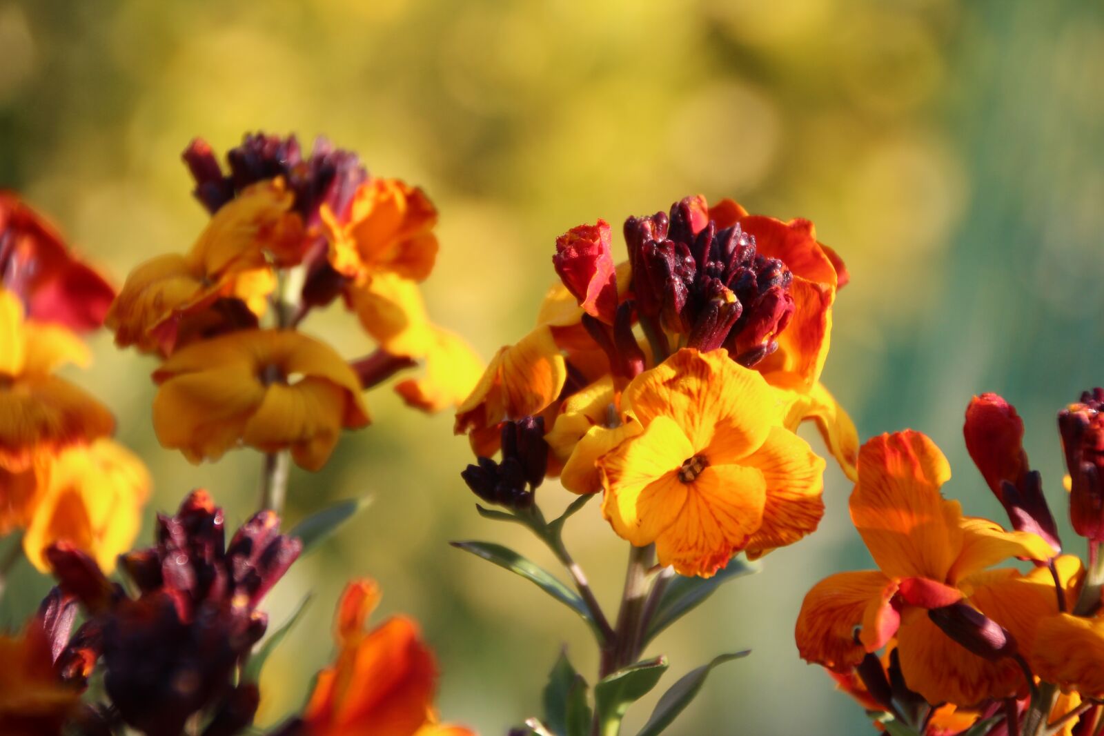 Canon EOS 600D (Rebel EOS T3i / EOS Kiss X5) sample photo. Wallflower, wallflower orange, flowering photography
