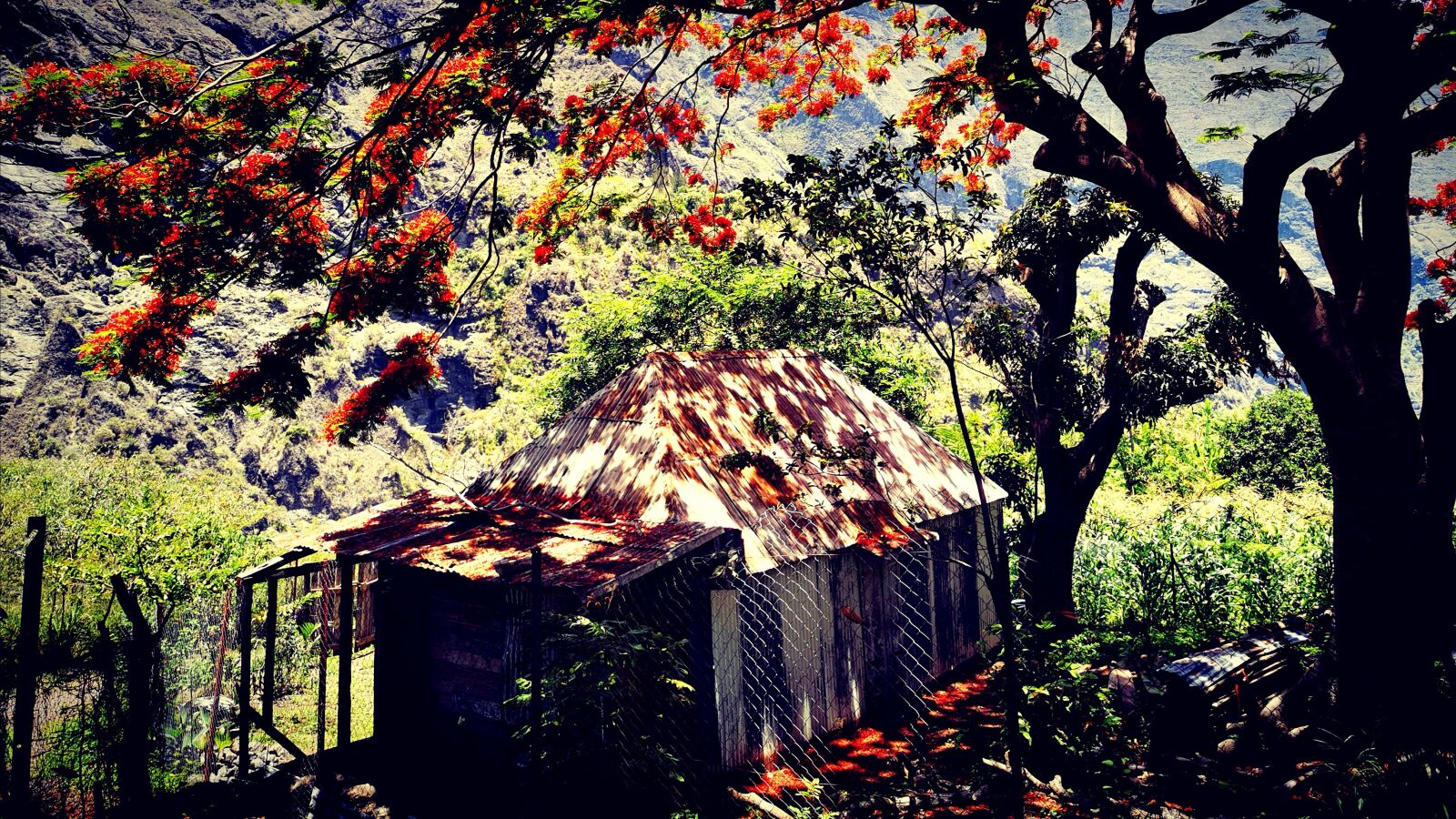 HUAWEI P30 Pro sample photo. Arbre, house, reunion island photography