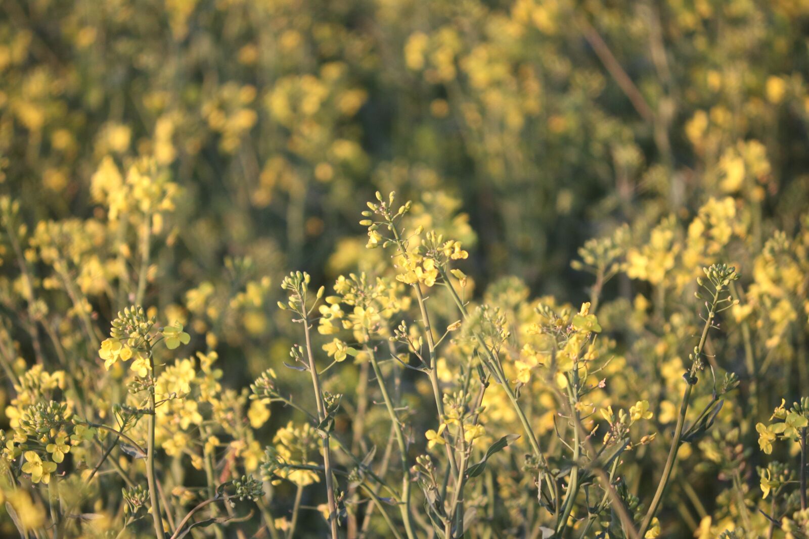 Canon EOS 80D sample photo. Oilseed rape, nature, agriculture photography