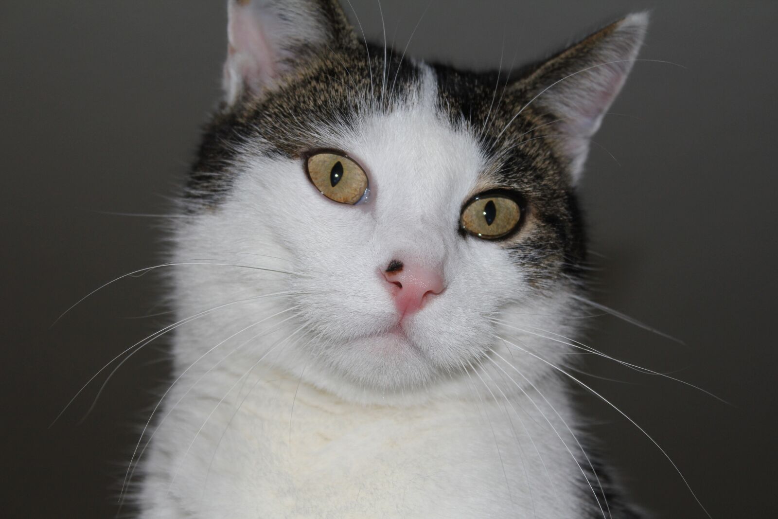 Canon EOS 550D (EOS Rebel T2i / EOS Kiss X4) sample photo. Cat, domestic cat, portrait photography