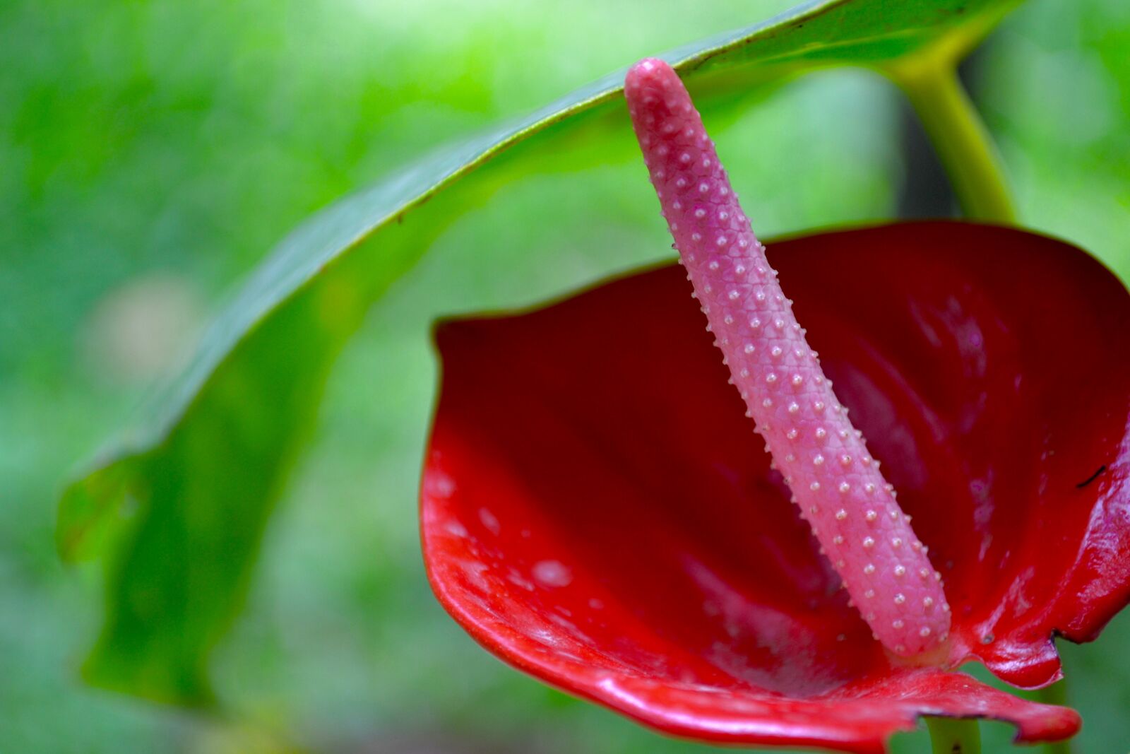 Nikon D3100 sample photo. Anthurium, flower, painter, s photography