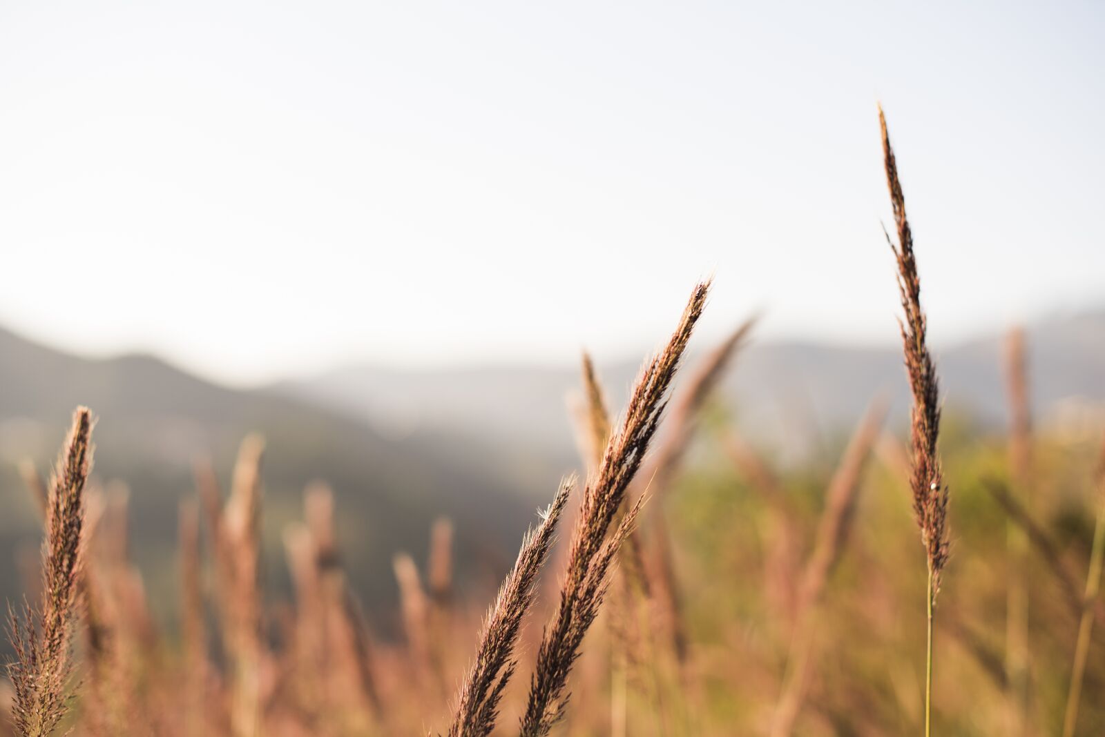 Nikon D750 sample photo. Flower, mato, grass photography
