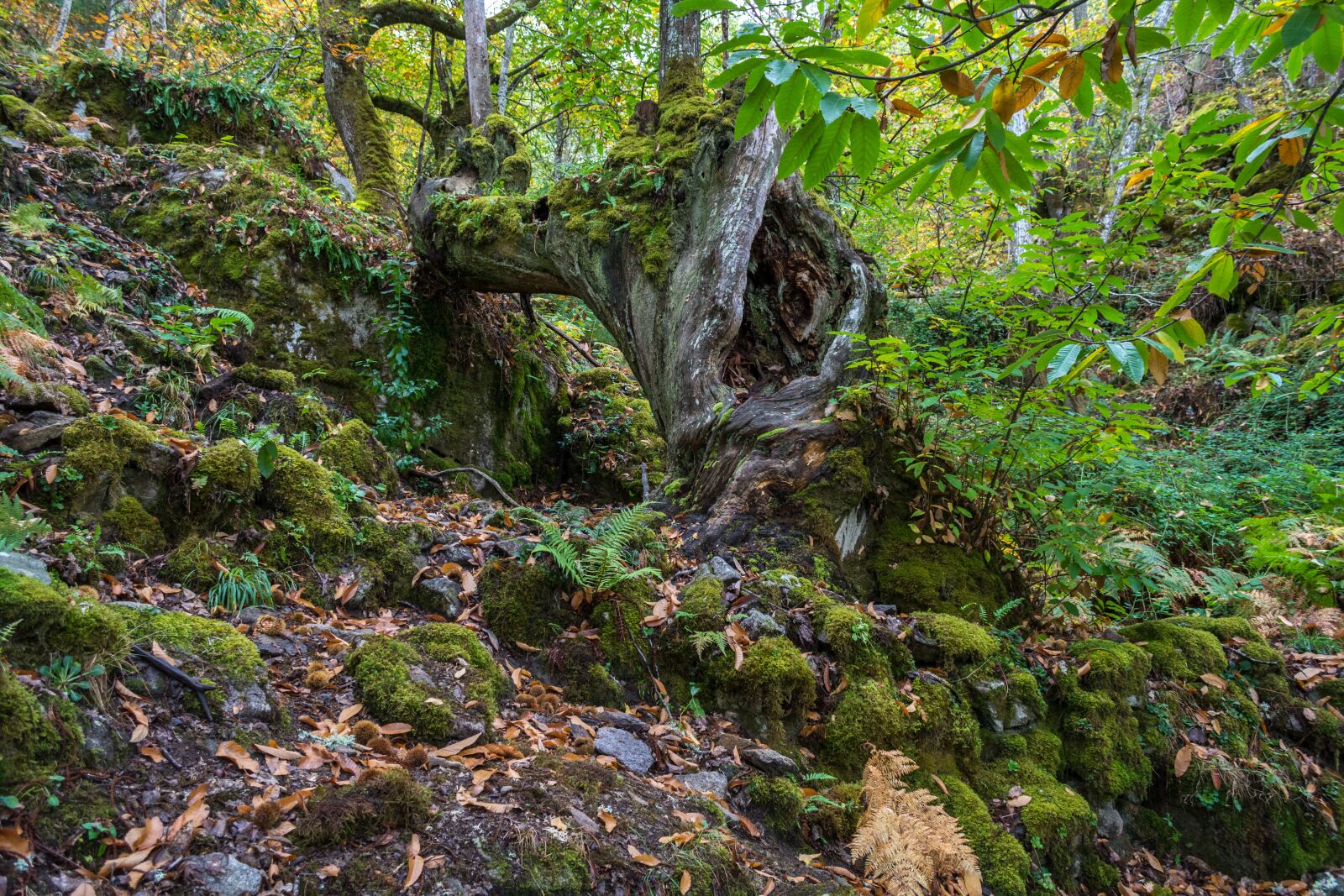 Nikon D7100 sample photo. Nature, wood, landscape photography