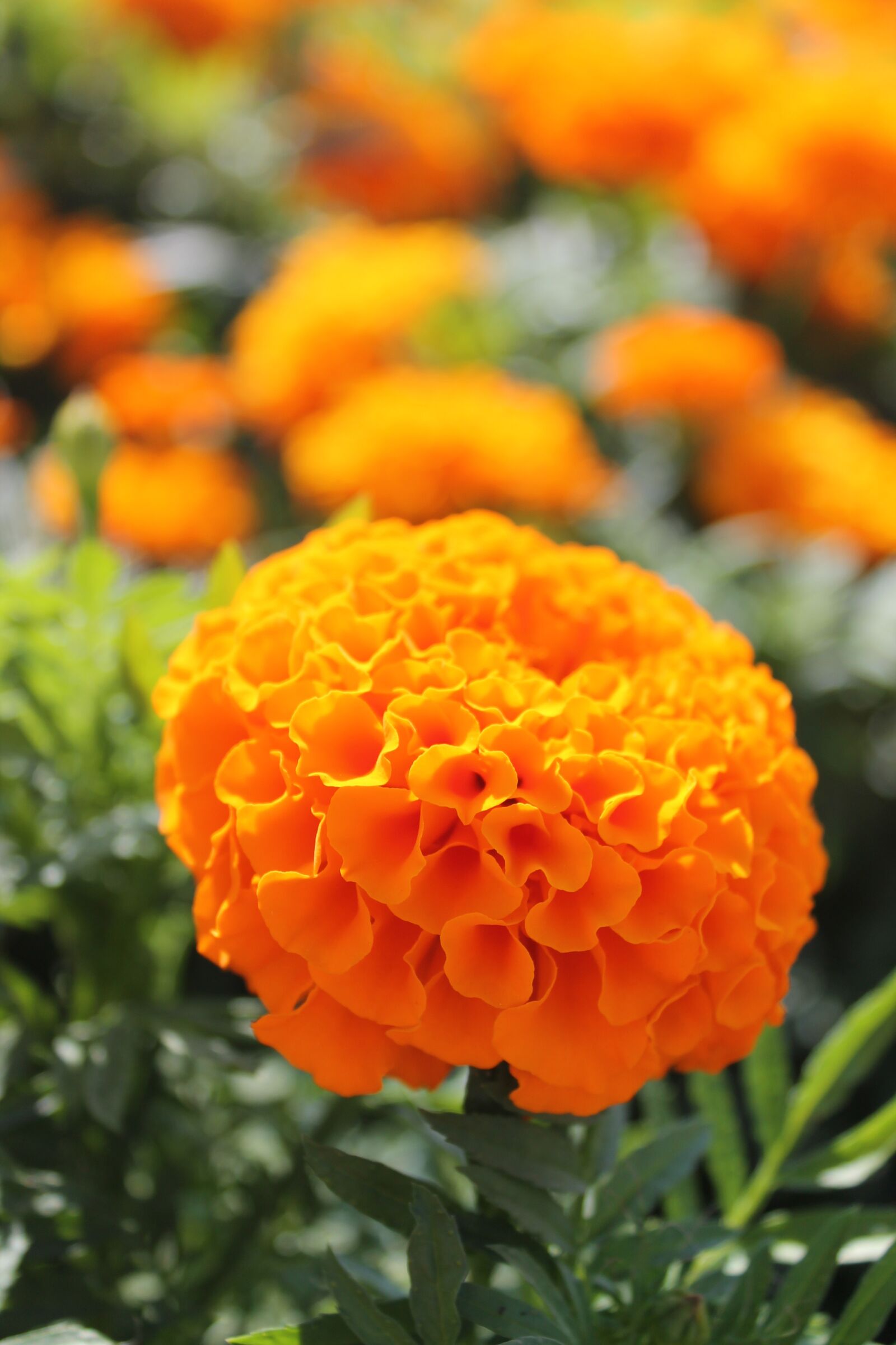 Canon EOS 1100D (EOS Rebel T3 / EOS Kiss X50) sample photo. Blossom, bloom, flower photography
