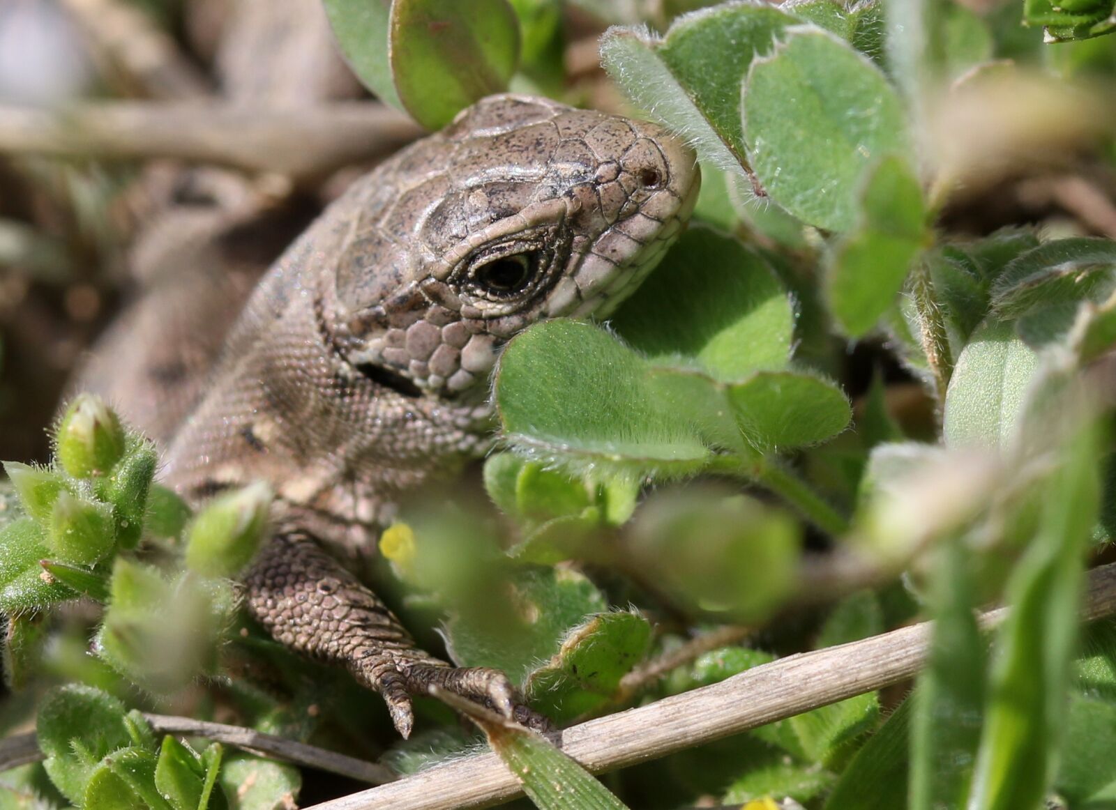 Canon EF-S 60mm F2.8 Macro USM sample photo. The lizard, reptile, hidden photography