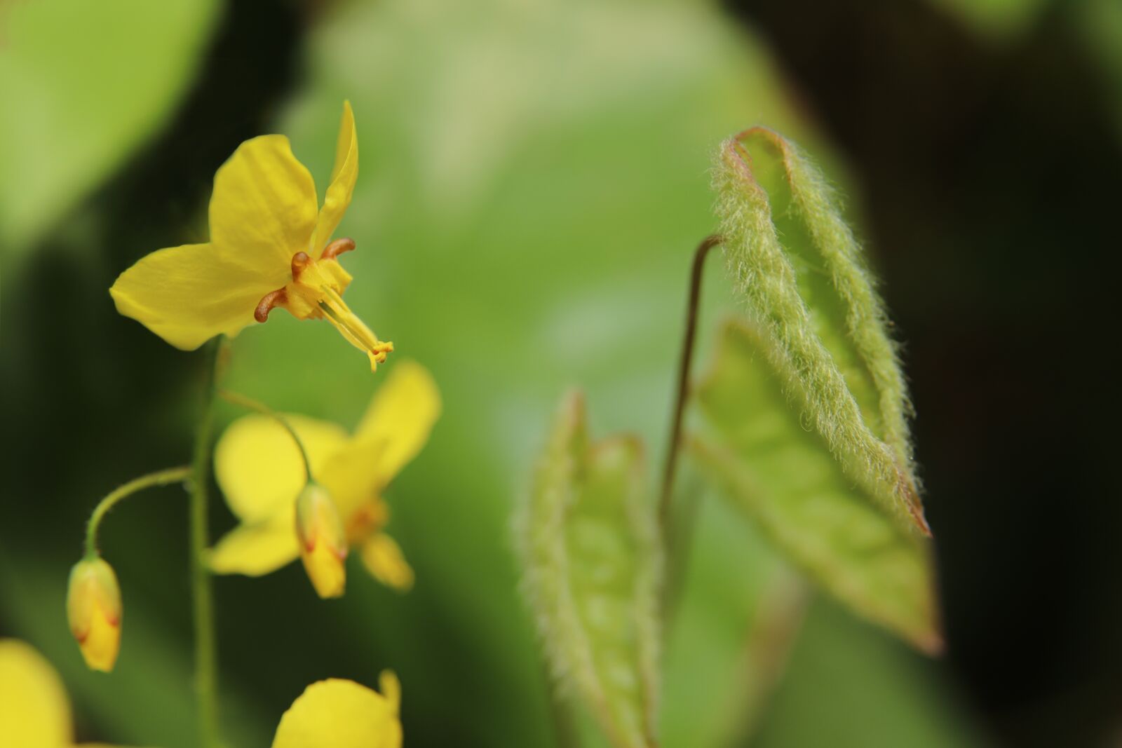 Canon EOS 800D (EOS Rebel T7i / EOS Kiss X9i) sample photo. Fairy flower, ground cover photography