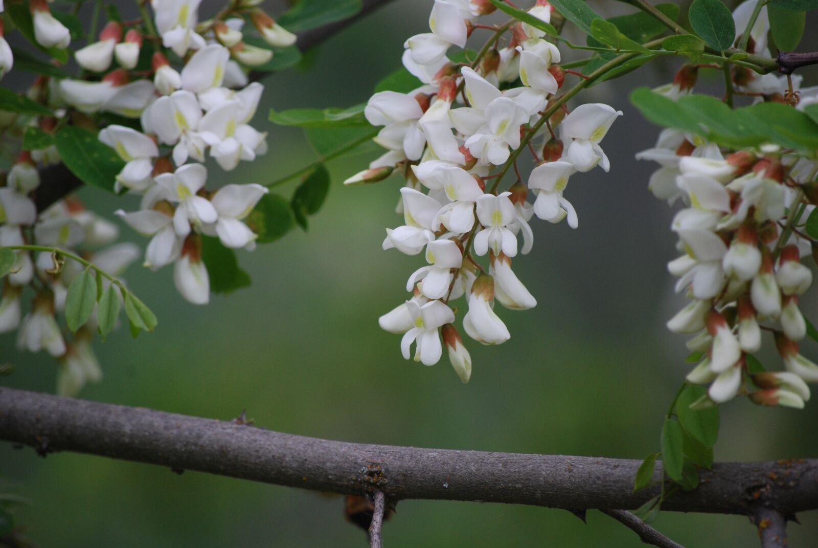 Nikon D40X sample photo. Flower, nature, tree photography