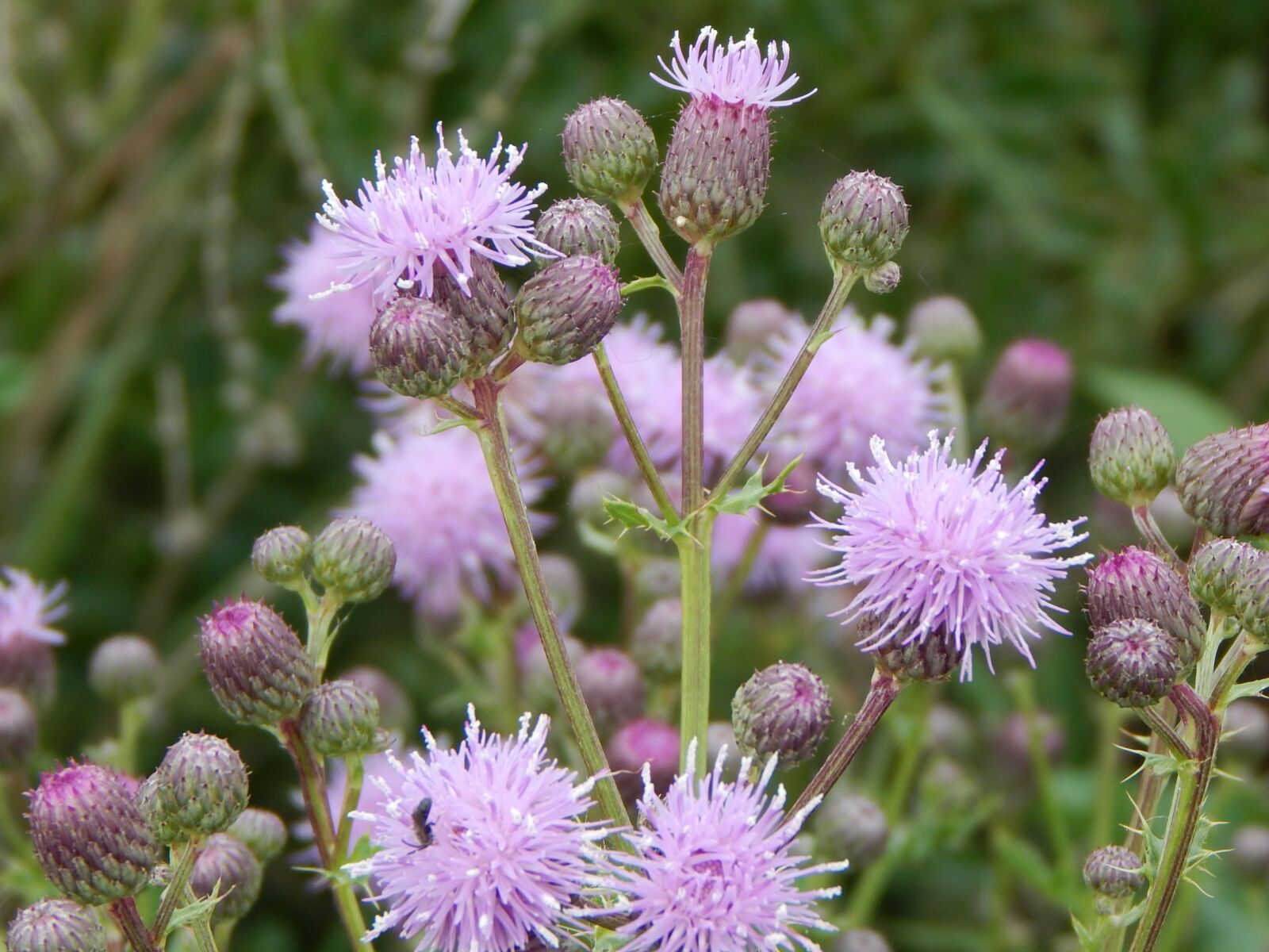Nikon Coolpix L830 sample photo. Purple, flowers, prairie photography