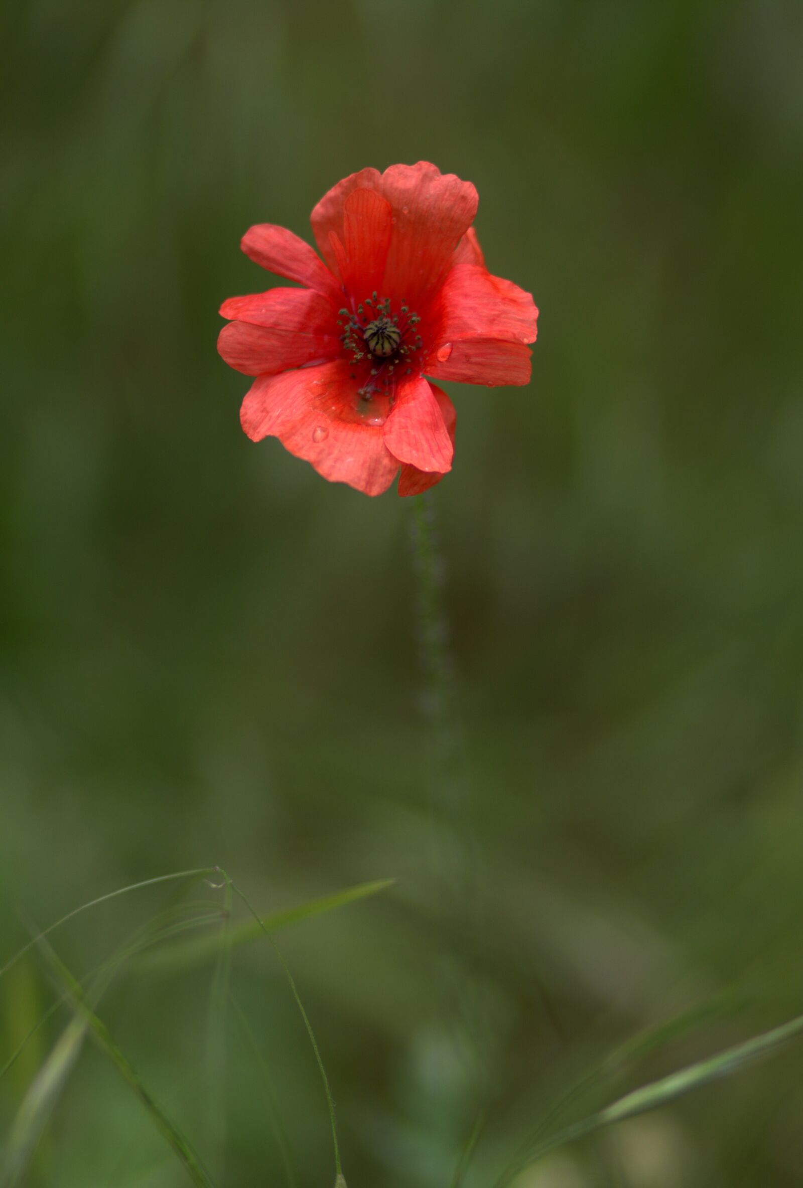 Canon EF 85mm F1.8 USM sample photo. Poppy, red, flower photography