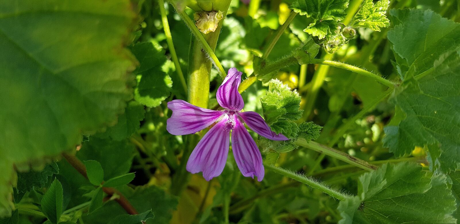 Samsung Galaxy S8 sample photo. Nature, summer, plant photography