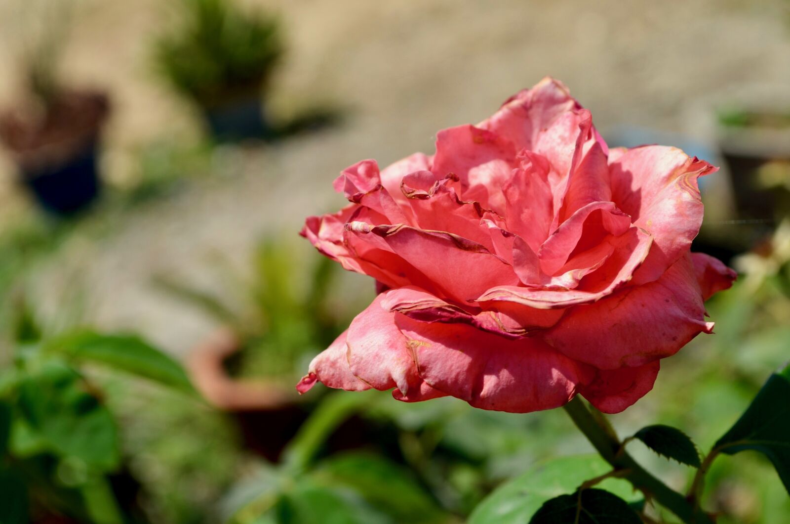 Nikon D5100 sample photo. Flora, flower, bloom photography