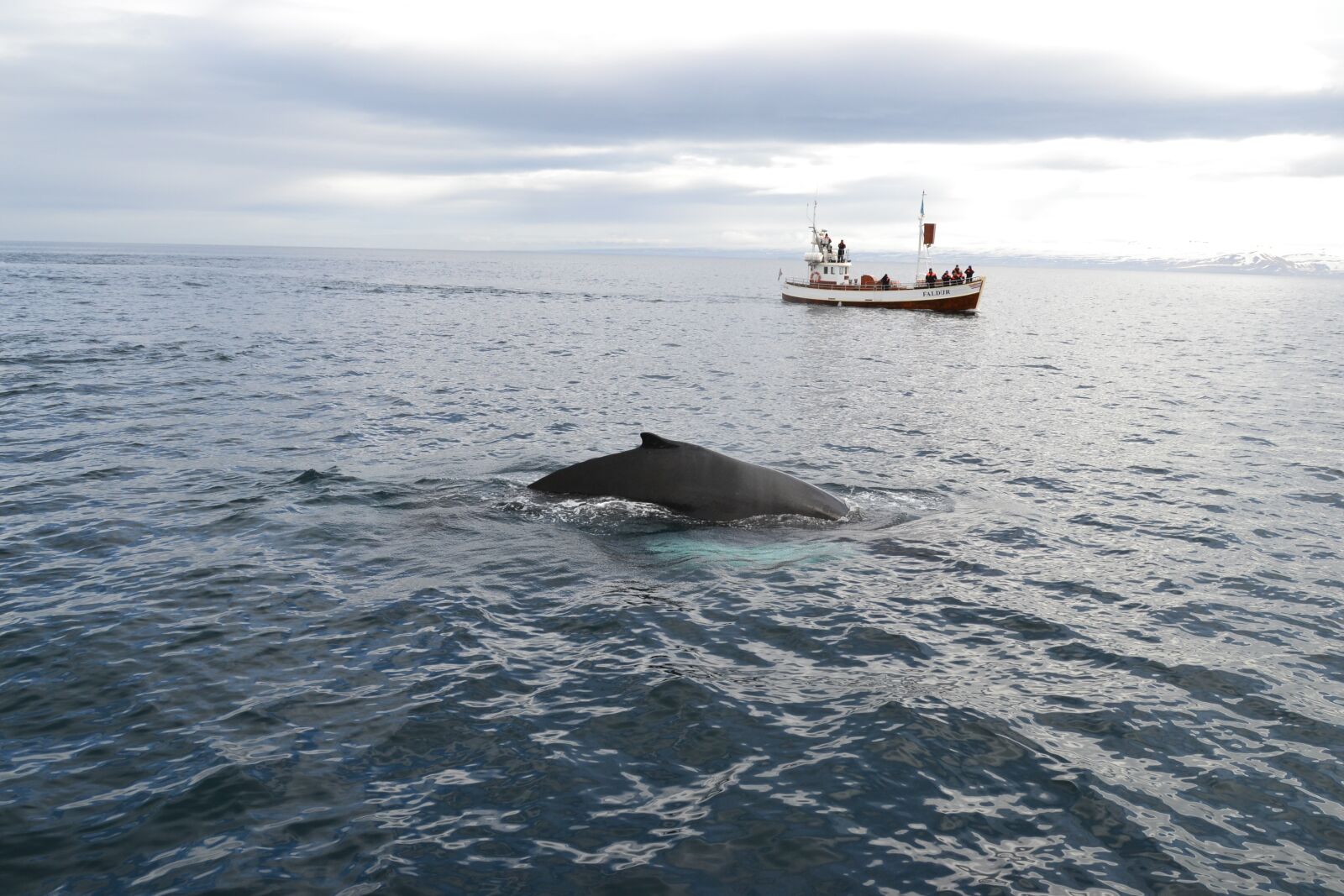 Nikon D3100 sample photo. Iceland, kit, whale watching photography