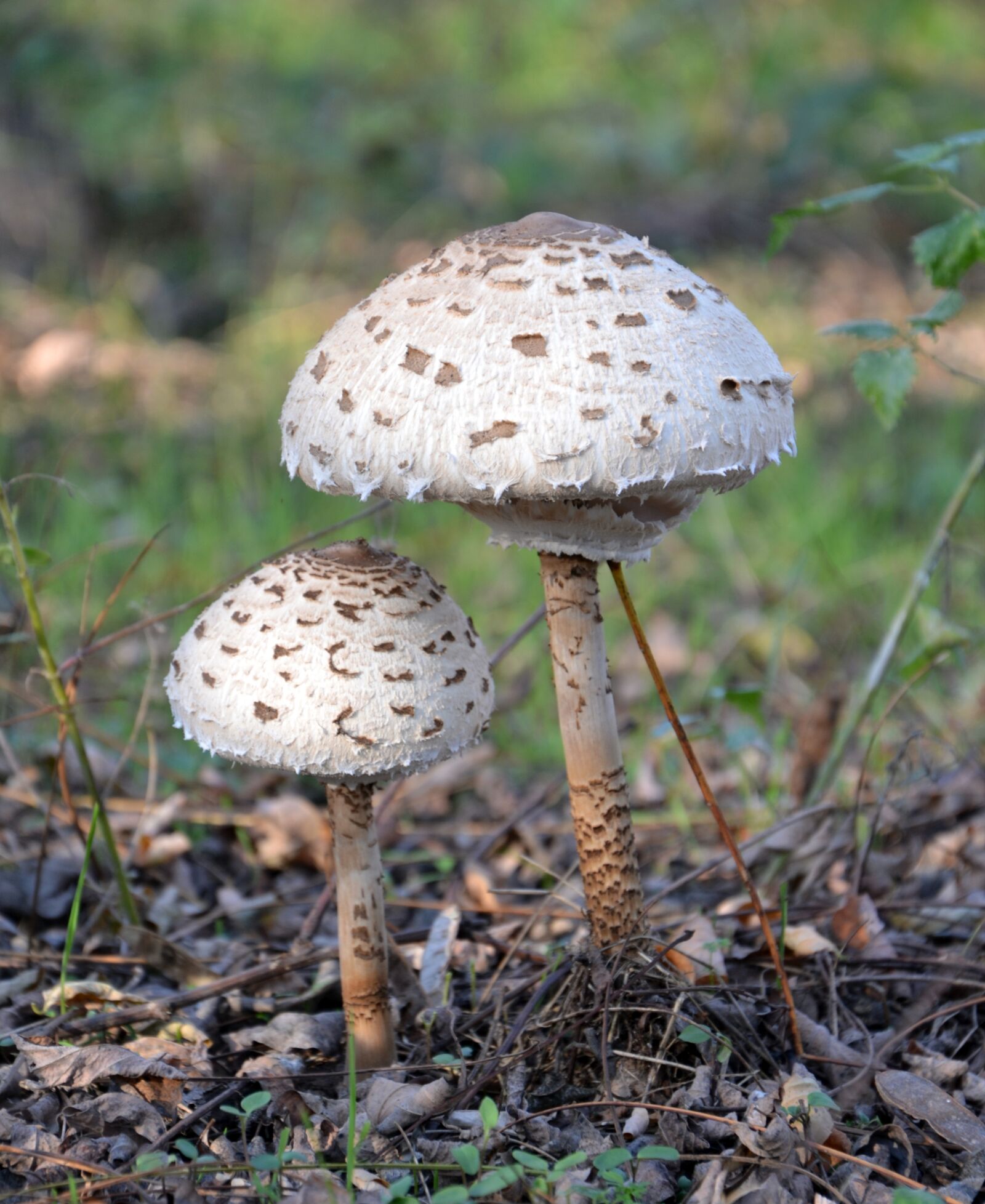 Nikon D3100 sample photo. Mushroom, parasol, nature photography