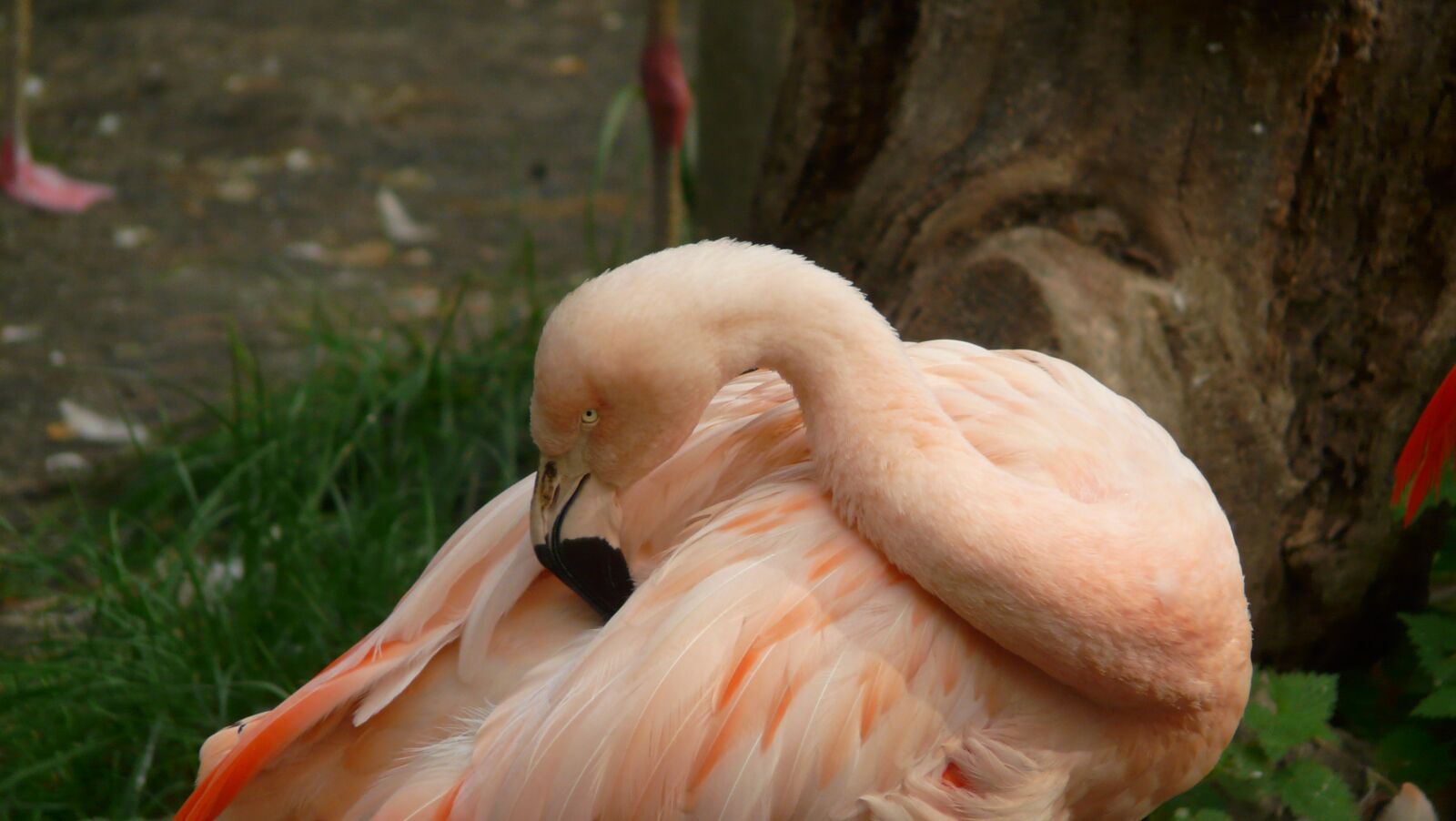 Panasonic DMC-FZ18 sample photo. Flamingo, zoo, animal world photography