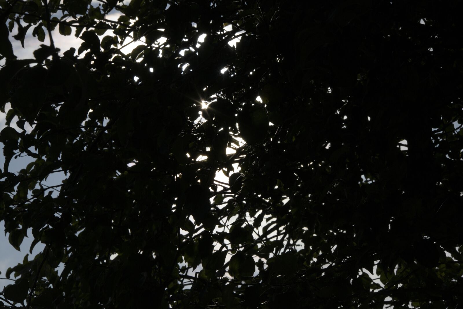 Nikon D850 sample photo. Leaf, tree, today photography