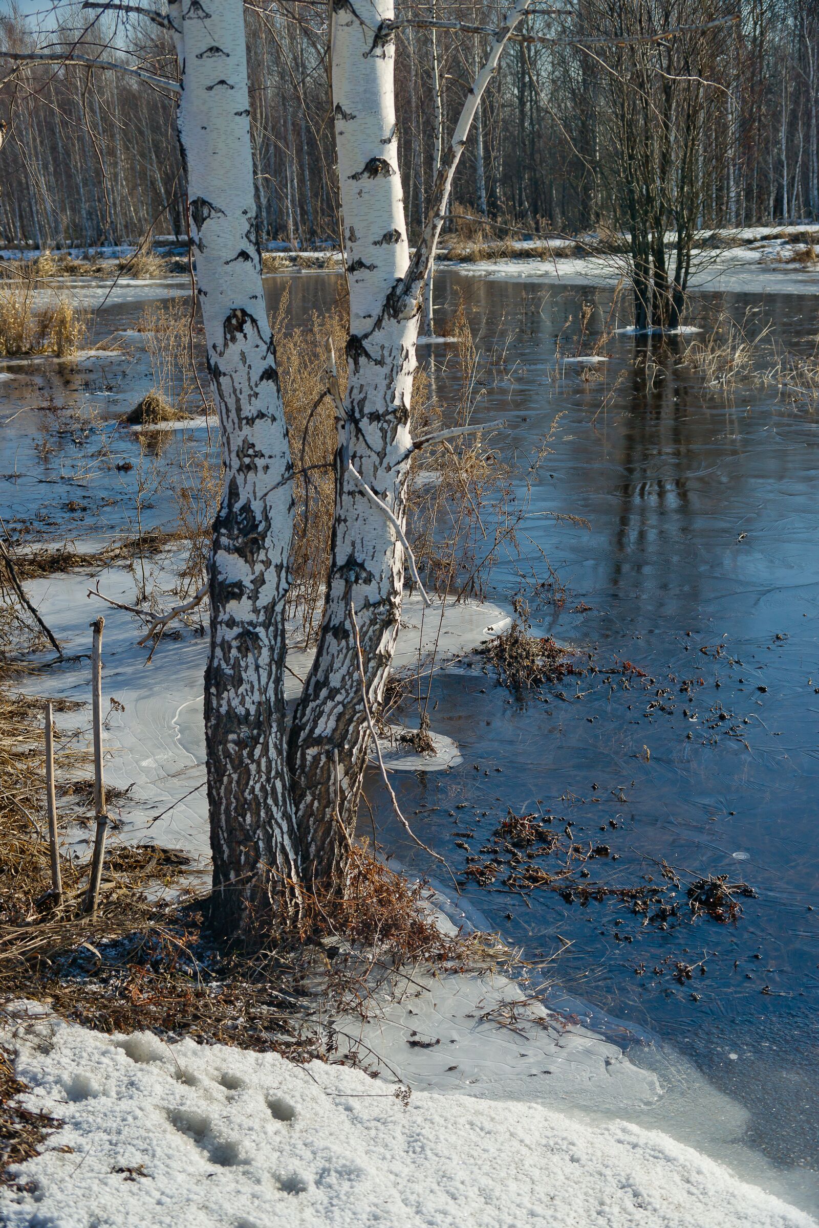 Sony Alpha DSLR-A850 sample photo. Nature, tree, spring photography