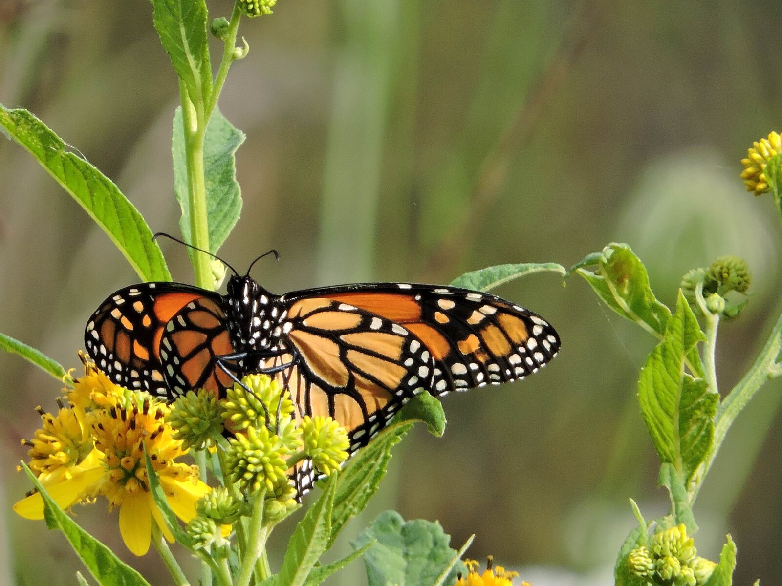 Nikon Coolpix P600 sample photo. Vibrant, orange, black, monarch photography