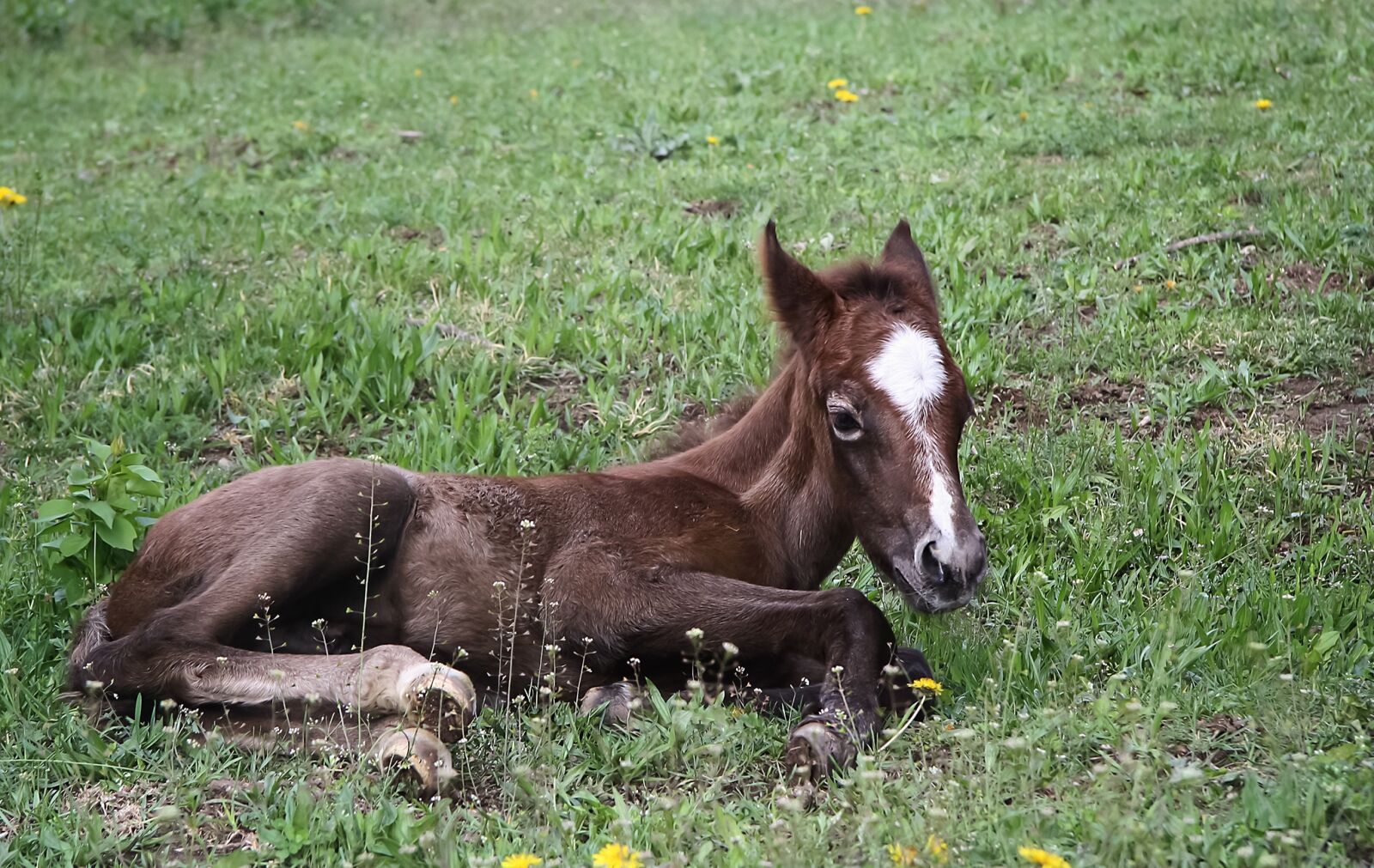 Canon EOS 1000D (EOS Digital Rebel XS / EOS Kiss F) sample photo. Animal, equine, foal photography