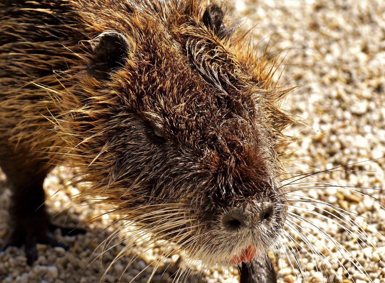 Nikon D7200 sample photo. Nutria, water rat, water photography