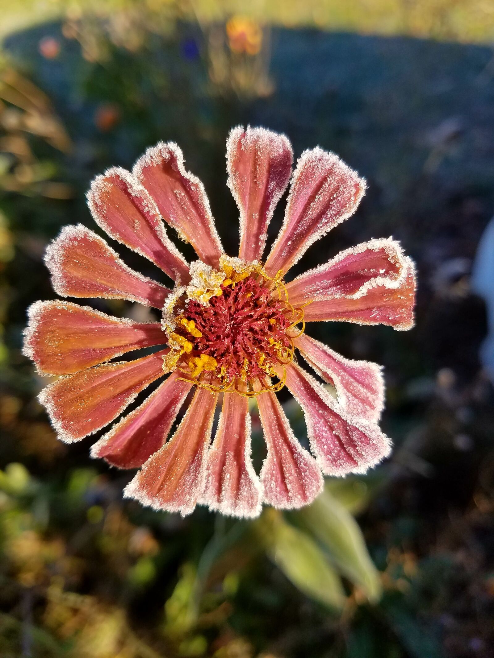 Samsung Galaxy S7 sample photo. Nature, flower, flora photography