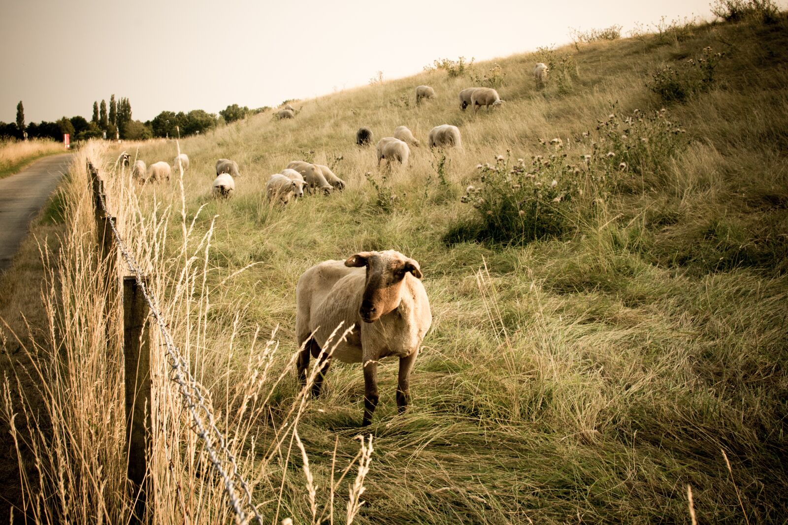 Nikon D3300 sample photo. Sheep, animals, flock photography
