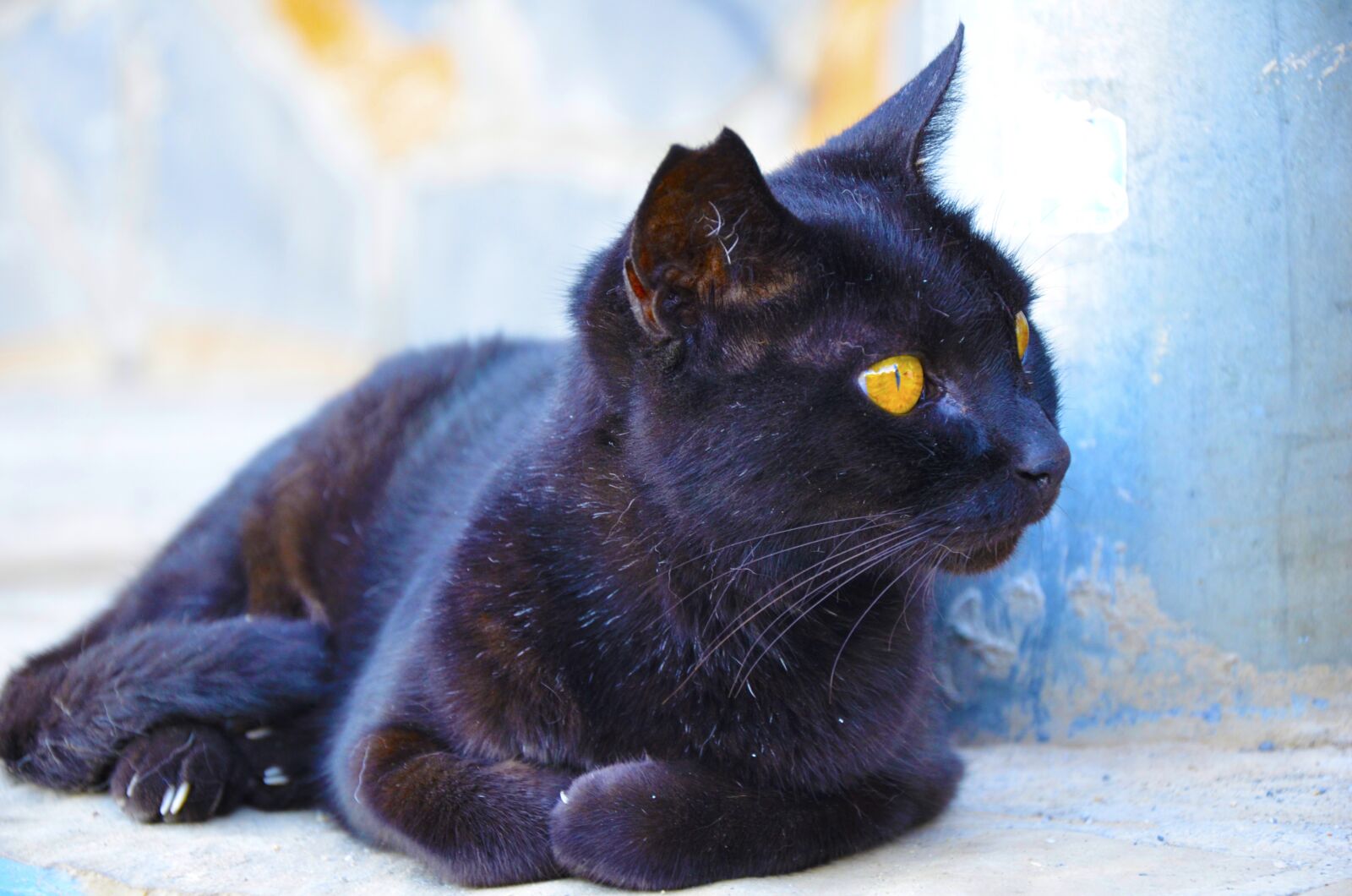 Nikon D7000 sample photo. Cat, black cat, cat's photography