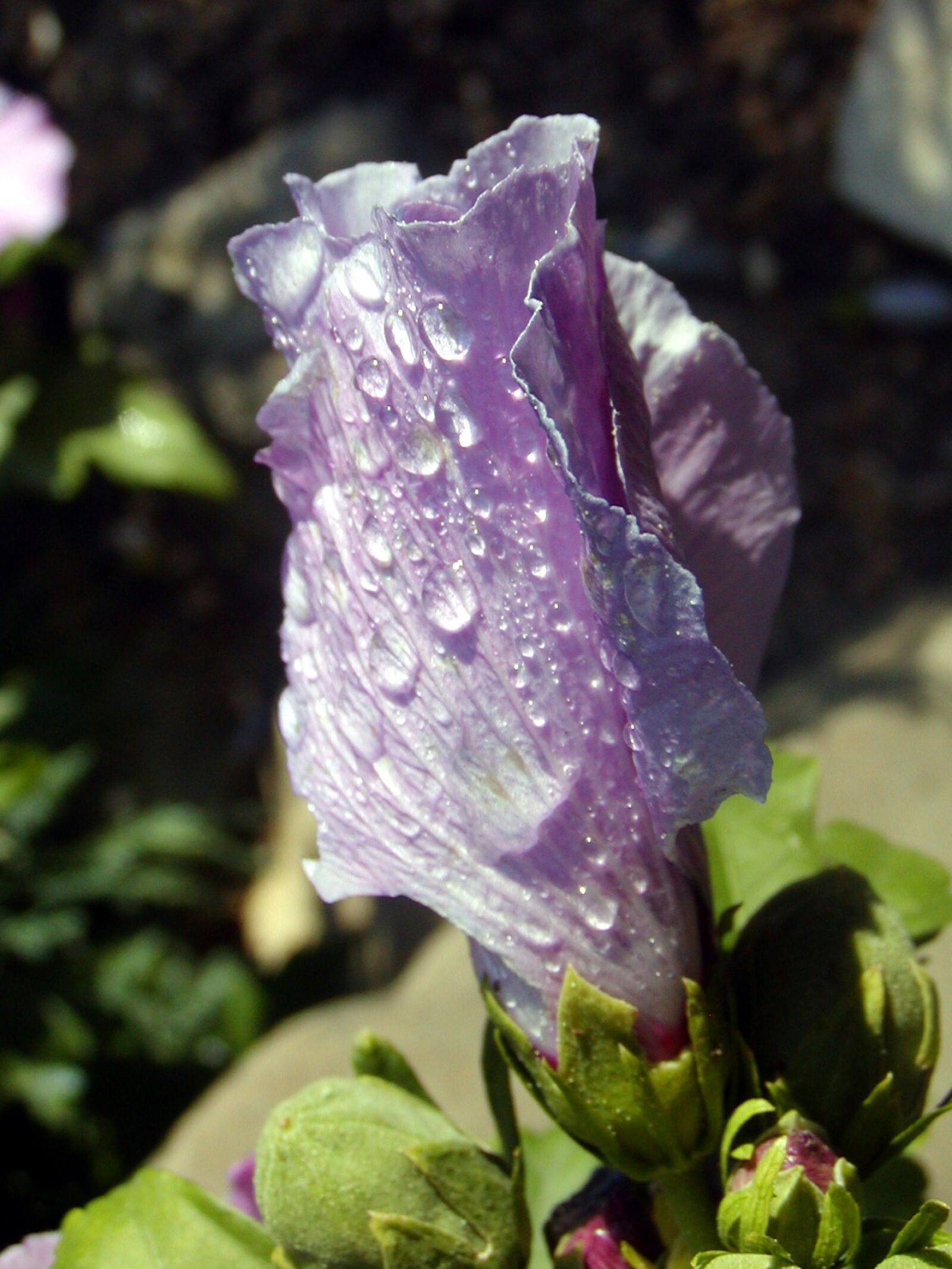 Olympus C700UZ sample photo. Flower, lila, hibiscus photography