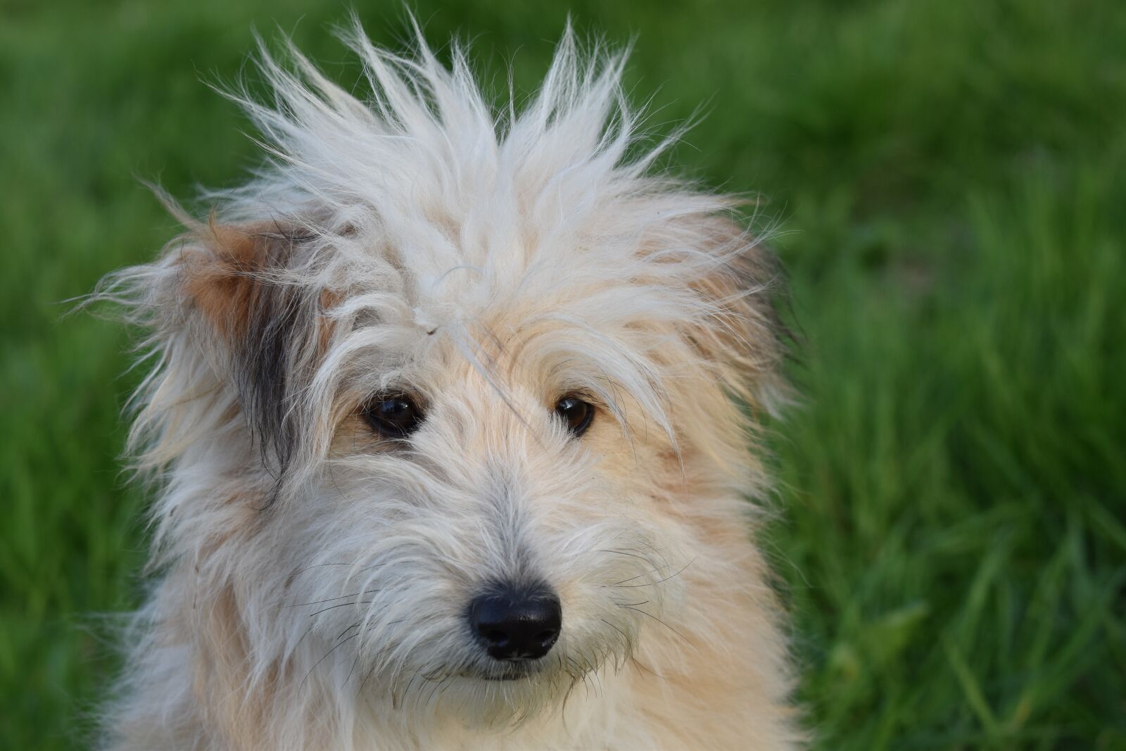 Nikon D5600 sample photo. Dog, pup, dog cross photography