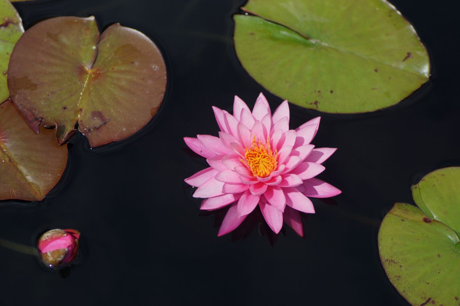 Sony SLT-A65 (SLT-A65V) + Tamron SP AF 90mm F2.8 Di Macro sample photo. Waterlily, pink, pond photography