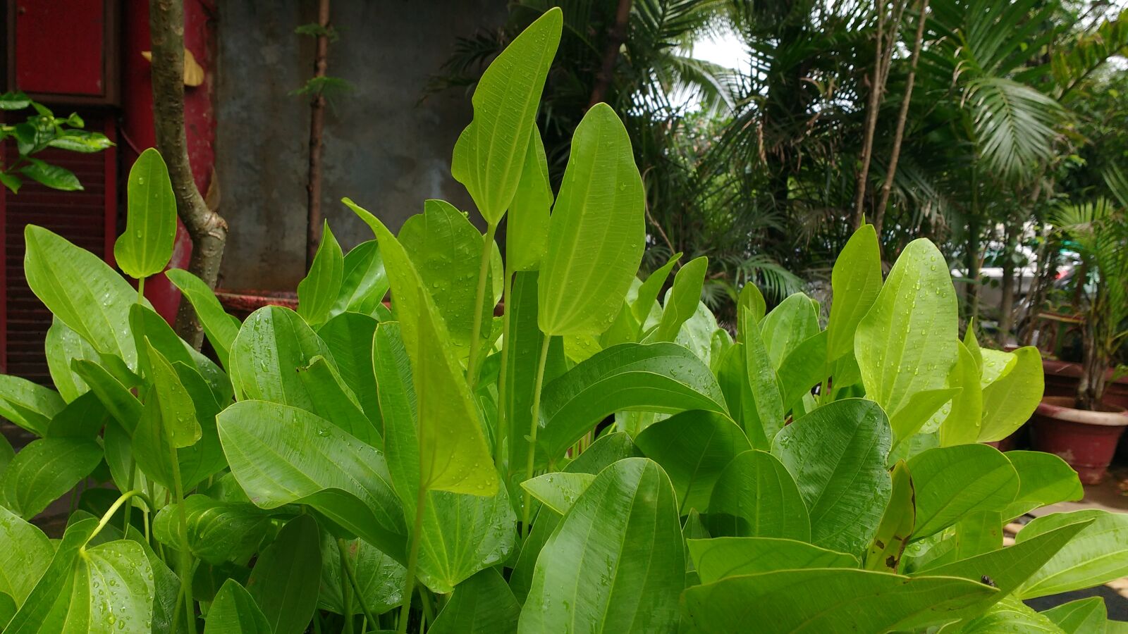 Motorola MotoG3 sample photo. Grass, green, nature, raindrops photography