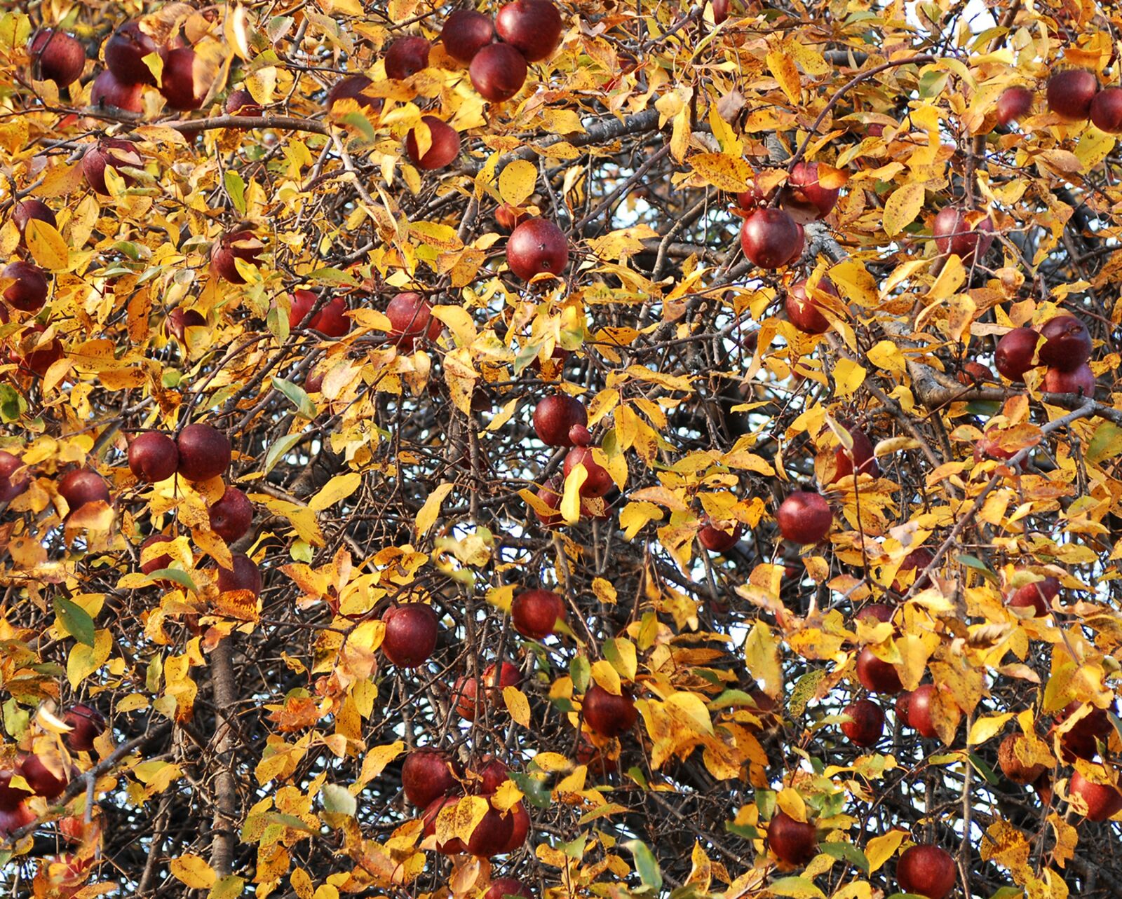 Nikon D2X sample photo. Apples, orchard, fruit photography