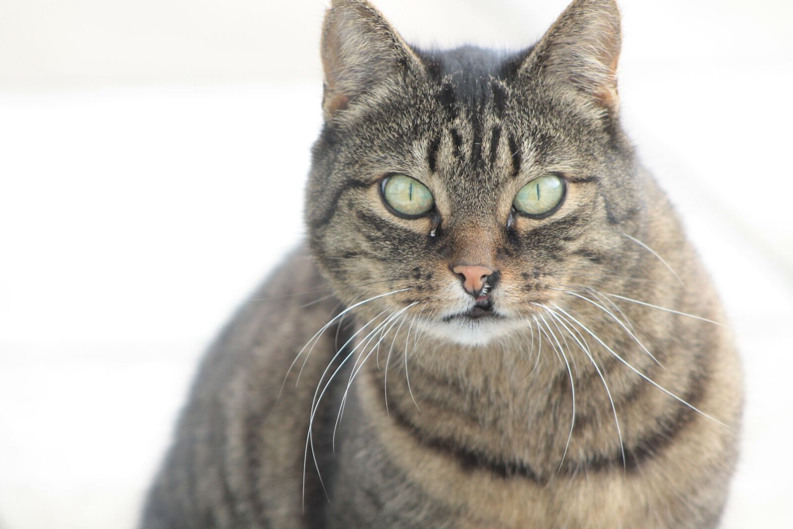 Canon EF 75-300mm f/4-5.6 sample photo. Cat, pet, cute cat photography