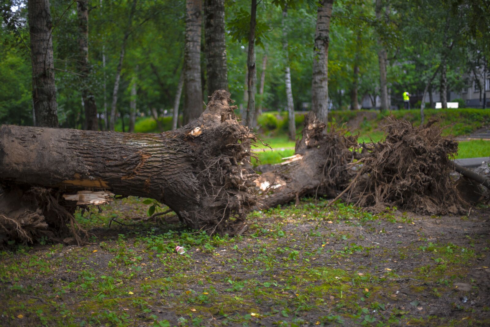 Canon EOS 6D + Canon EF 50mm F1.4 USM sample photo. Tree, wood, nature photography