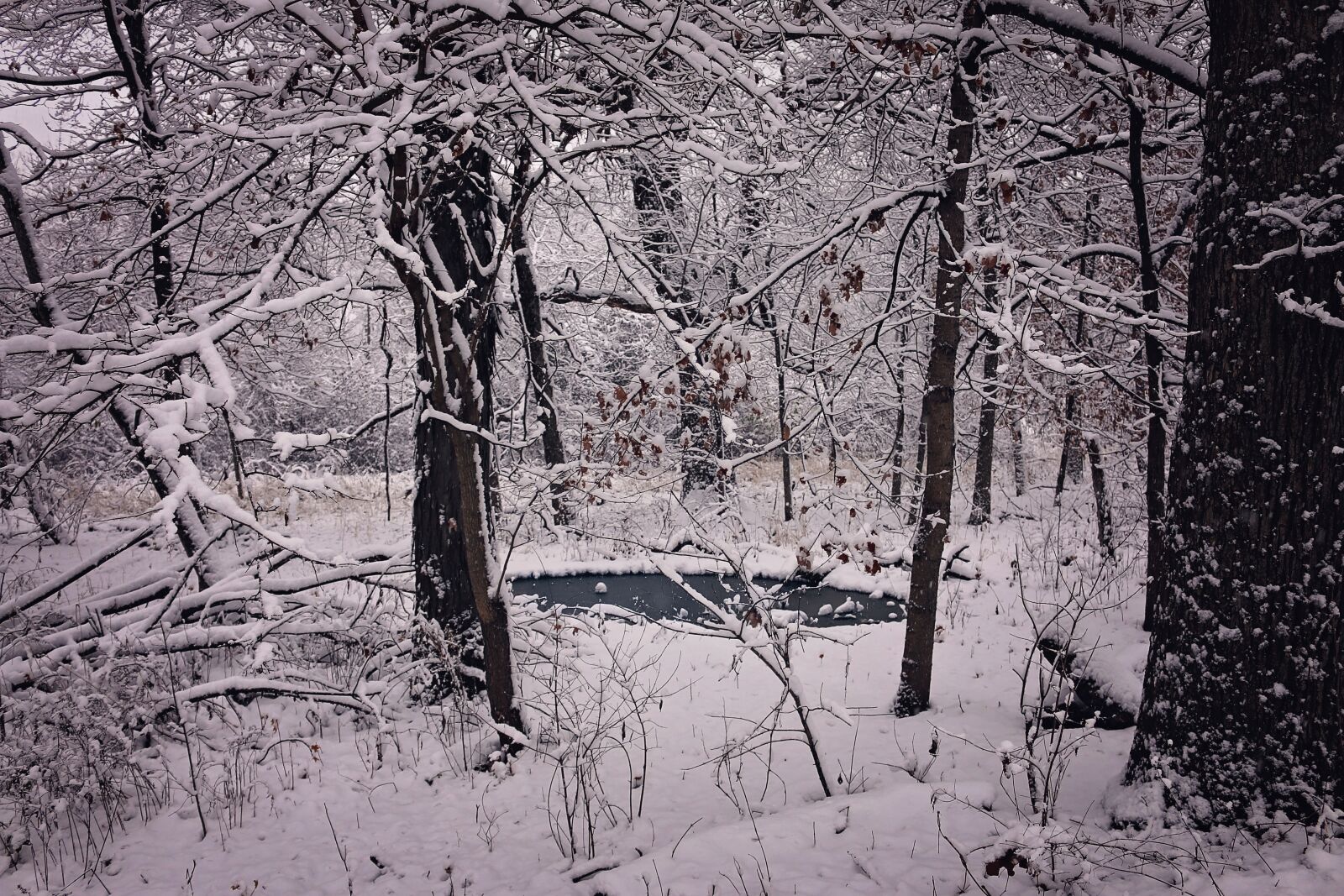 Canon EOS 70D sample photo. Winter, beauty, snow photography