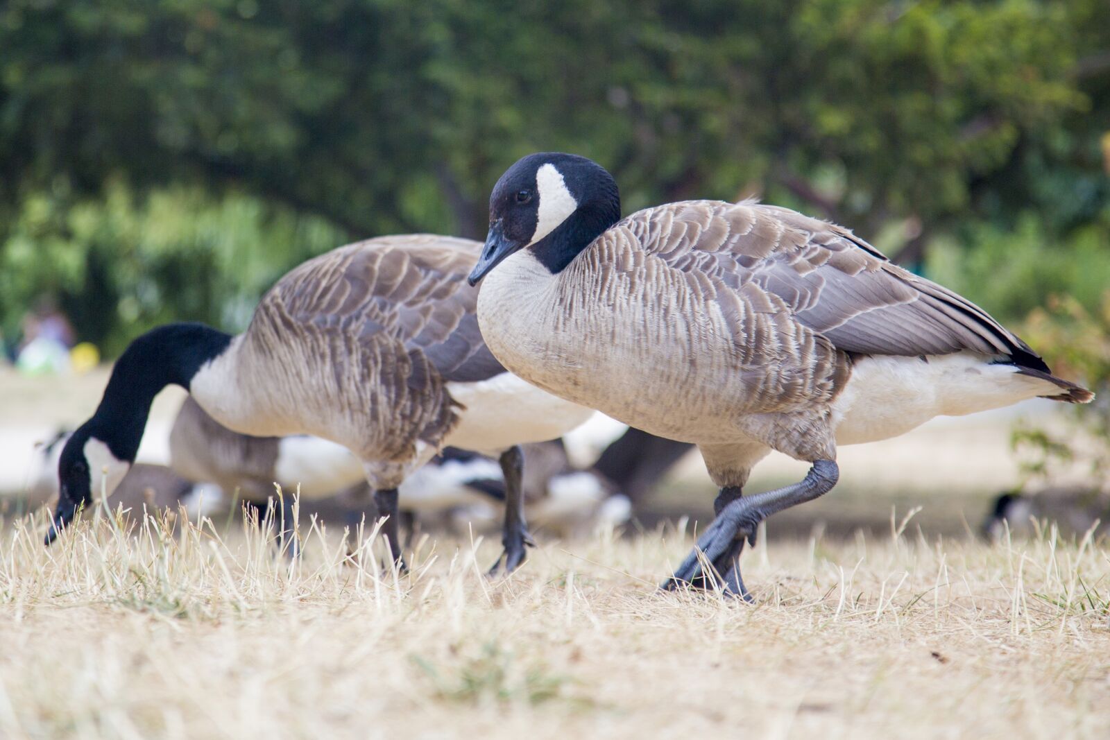Canon EF 24-105mm F4L IS USM sample photo. Swan, animal, wildlife photography