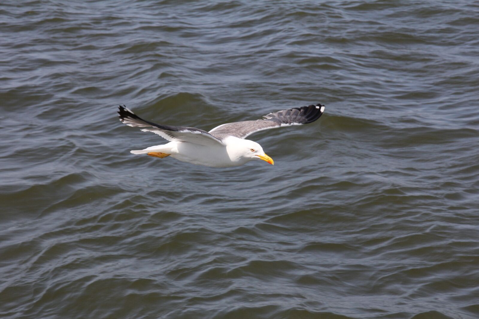 Canon EOS 60D + Canon EF 24-105mm F4L IS USM sample photo. Bird, seagull, water photography