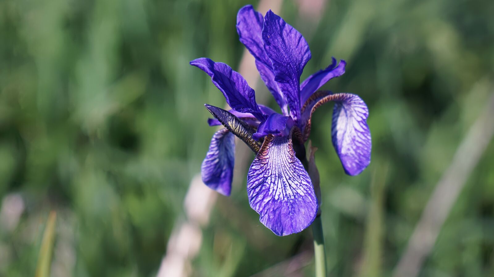 Sony Vario-Tessar T* E 16-70mm F4 ZA OSS sample photo. Iris, flower, flora photography