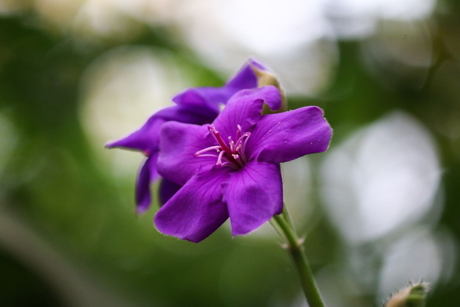 Canon EOS 70D sample photo. Tibouchina, flower, violet photography