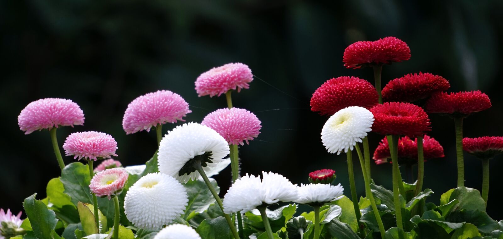 Sony Alpha a5000 (ILCE 5000) + Sony E 55-210mm F4.5-6.3 OSS sample photo. Nature, flower, plant photography
