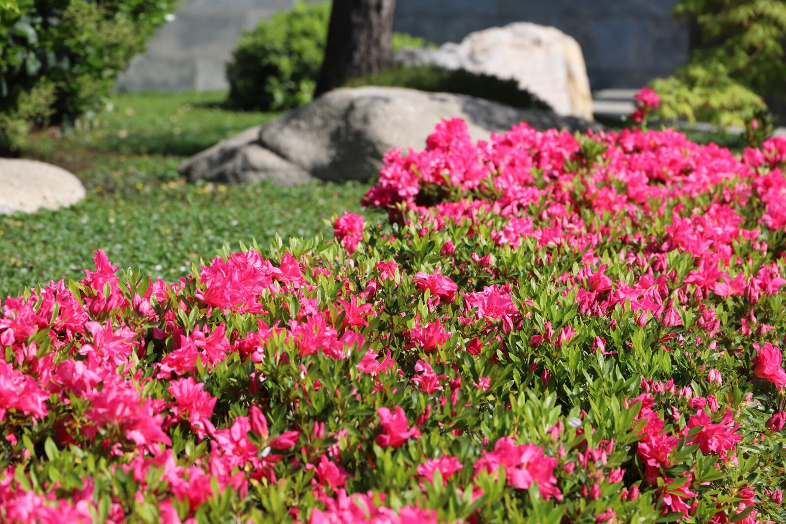 Canon EOS 6D Mark II sample photo. Flower, nature, garden photography