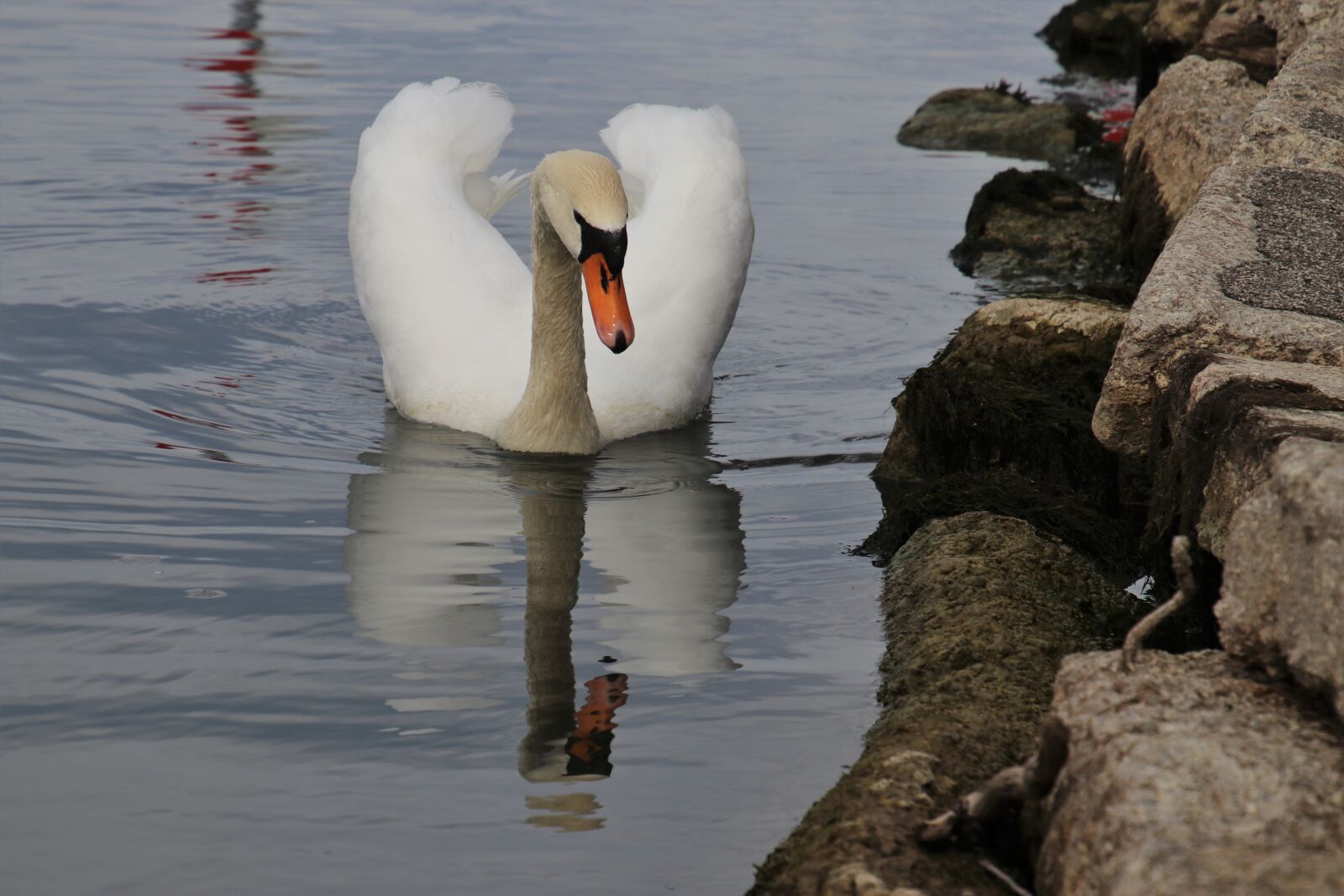 Canon EOS 80D sample photo. Beak, bird, rocks photography