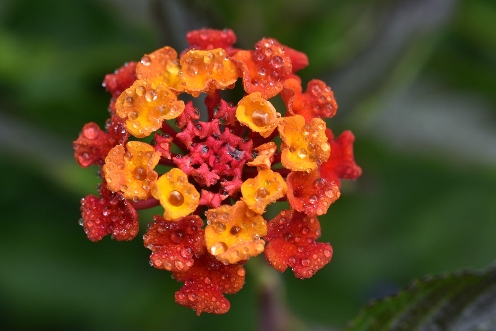 Nikon D750 sample photo. Lantana, blossom, bloom photography